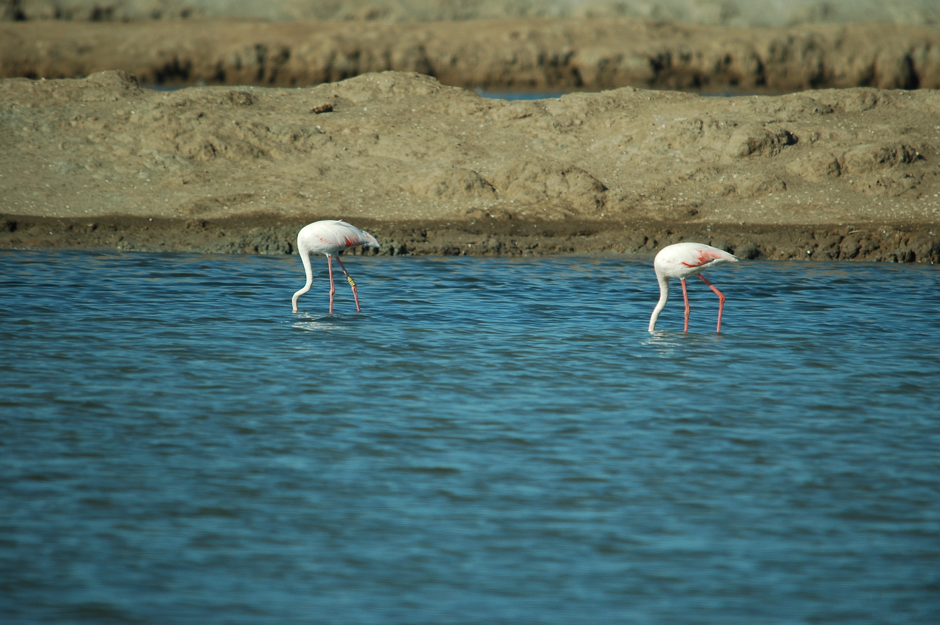 photos/wildlife/Bird_Species/023-Flamingoes/0363-Greater_Flamingo/20090924-Spain-23.jpg