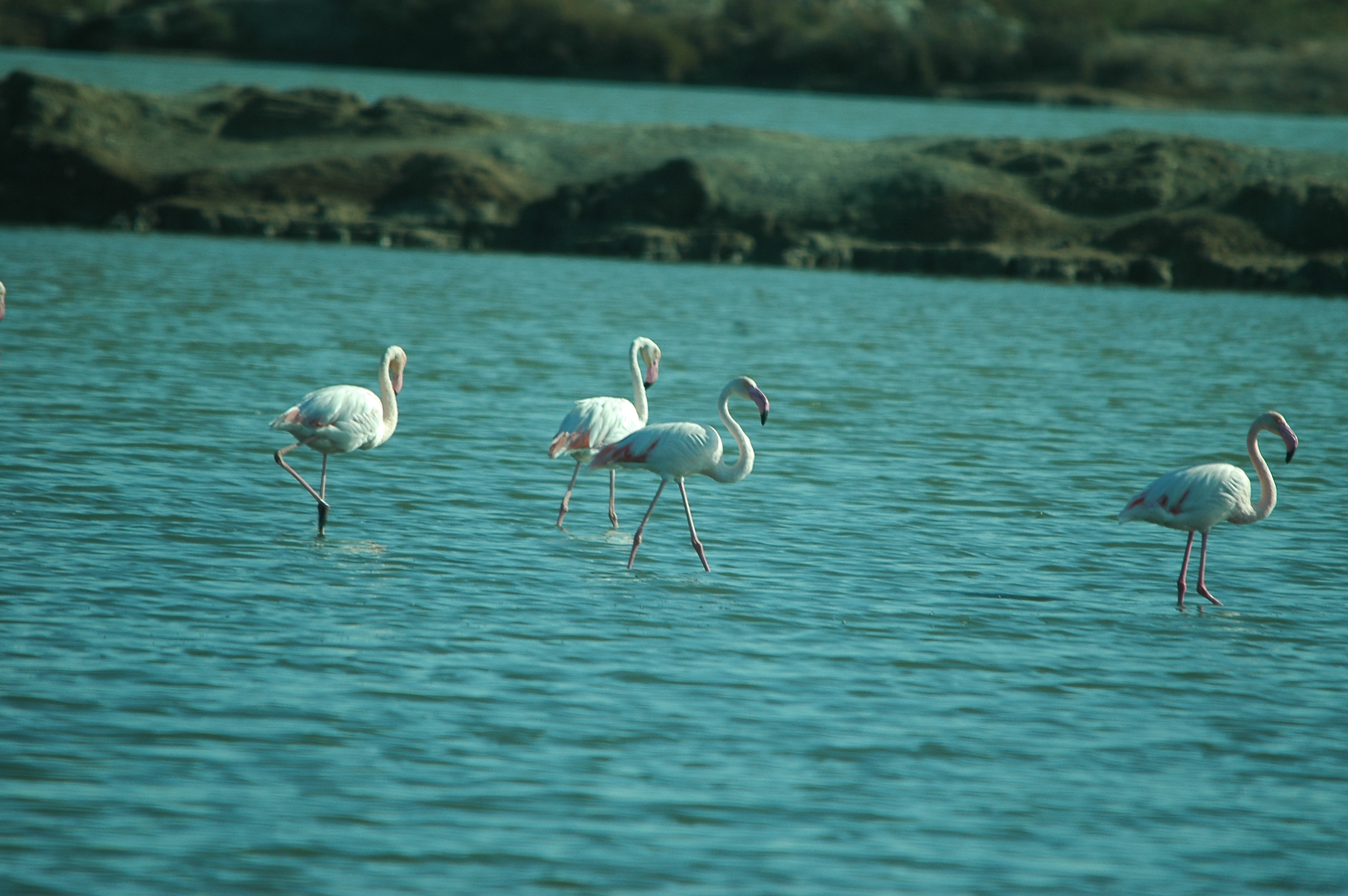 photos/wildlife/Bird_Species/023-Flamingoes/0363-Greater_Flamingo/20090924-Spain-24.jpg