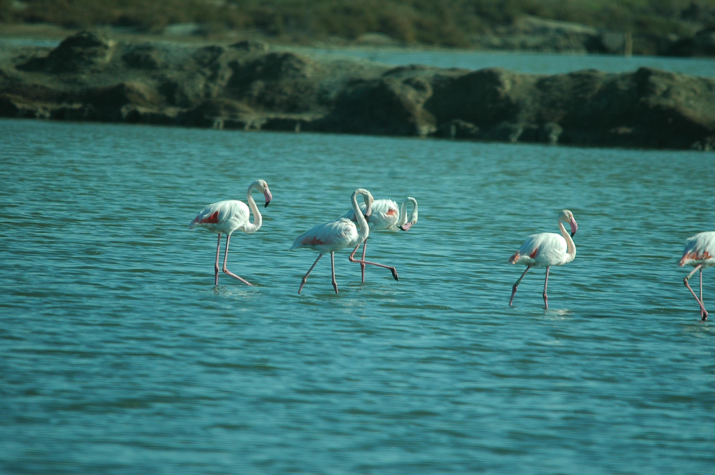photos/wildlife/Bird_Species/023-Flamingoes/0363-Greater_Flamingo/20090924-Spain-25.jpg