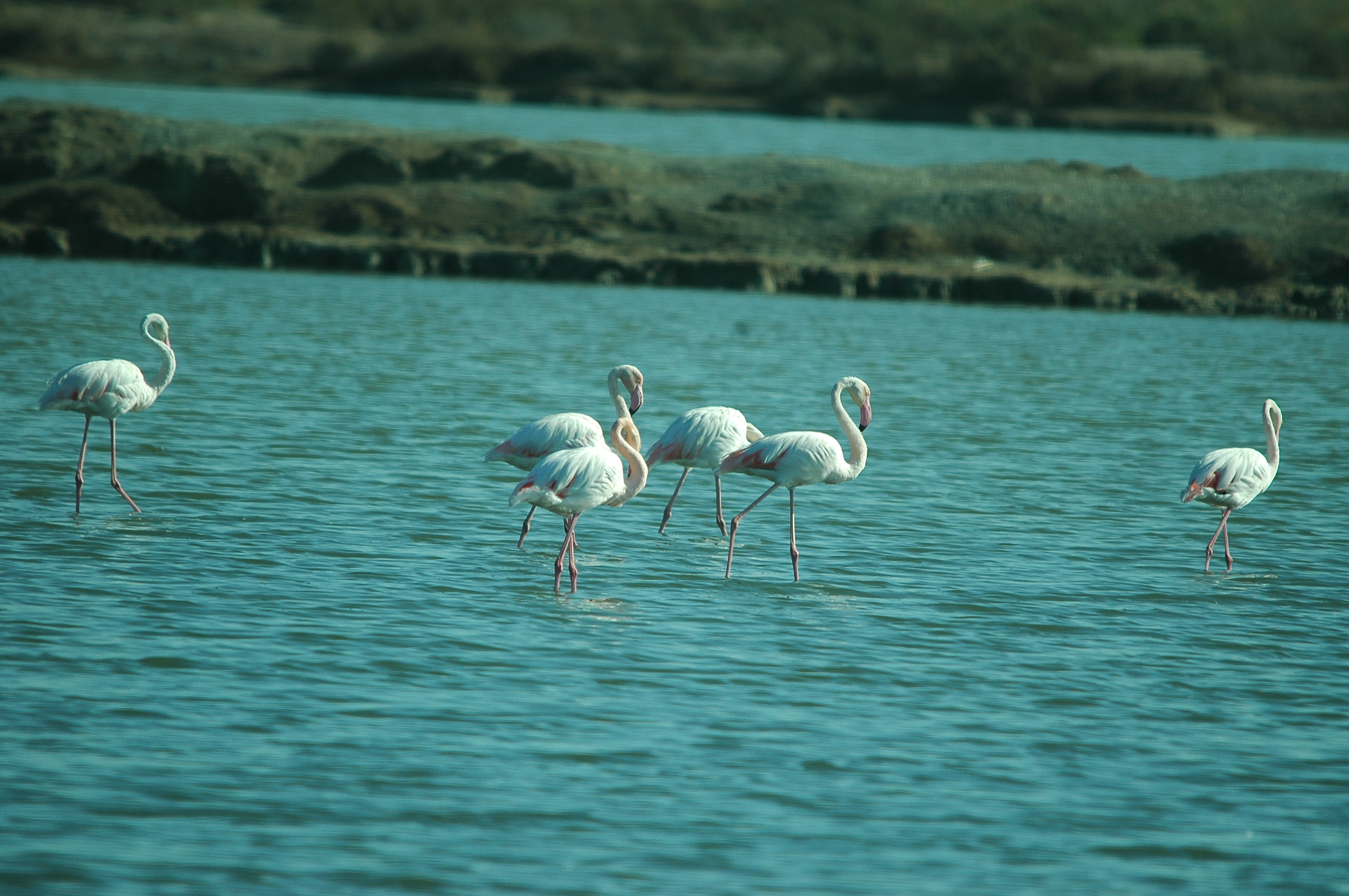 photos/wildlife/Bird_Species/023-Flamingoes/0363-Greater_Flamingo/20090924-Spain-26.jpg