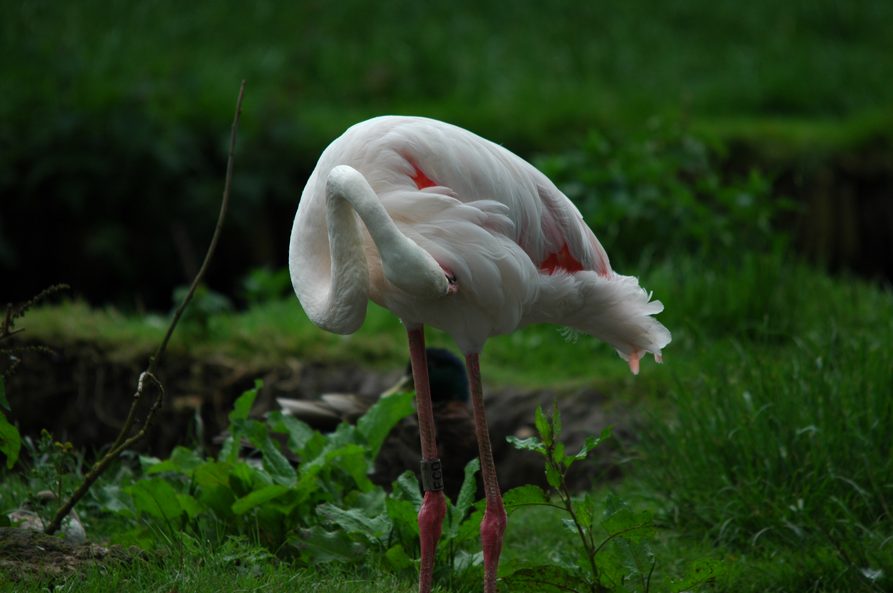 photos/wildlife/Bird_Species/023-Flamingoes/0363-Greater_Flamingo/DSC_6244.JPG
