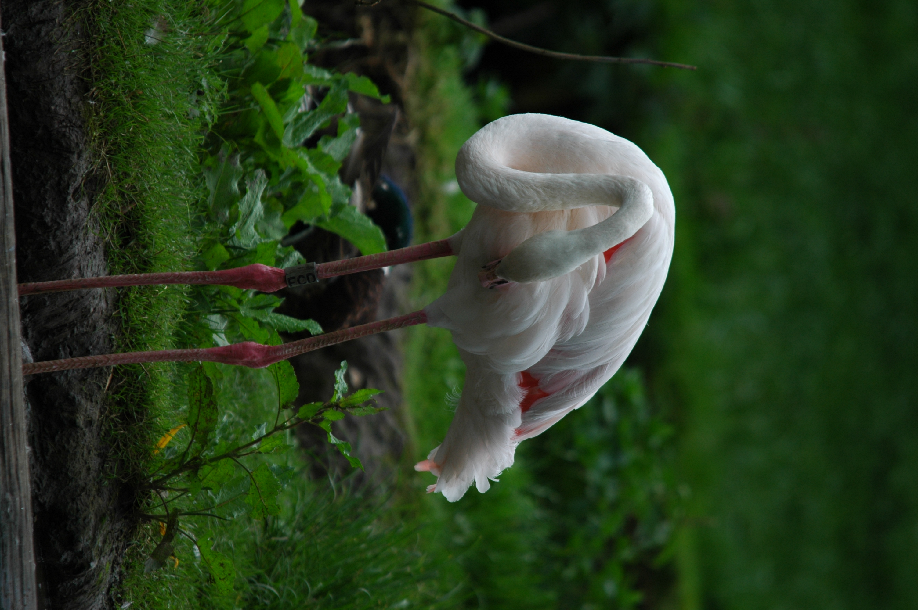 photos/wildlife/Bird_Species/023-Flamingoes/0363-Greater_Flamingo/DSC_6245.JPG