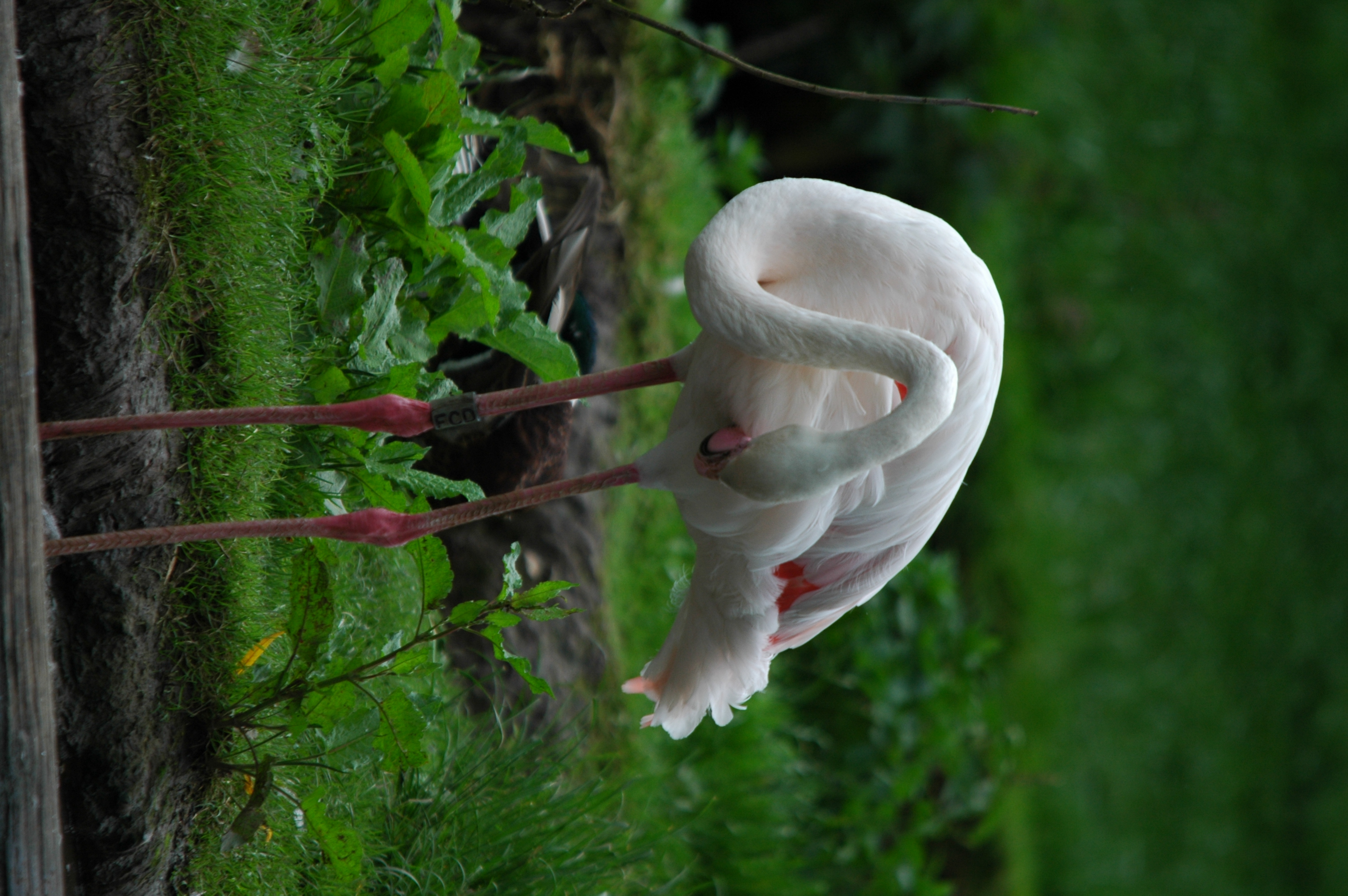 photos/wildlife/Bird_Species/023-Flamingoes/0363-Greater_Flamingo/DSC_6246.JPG