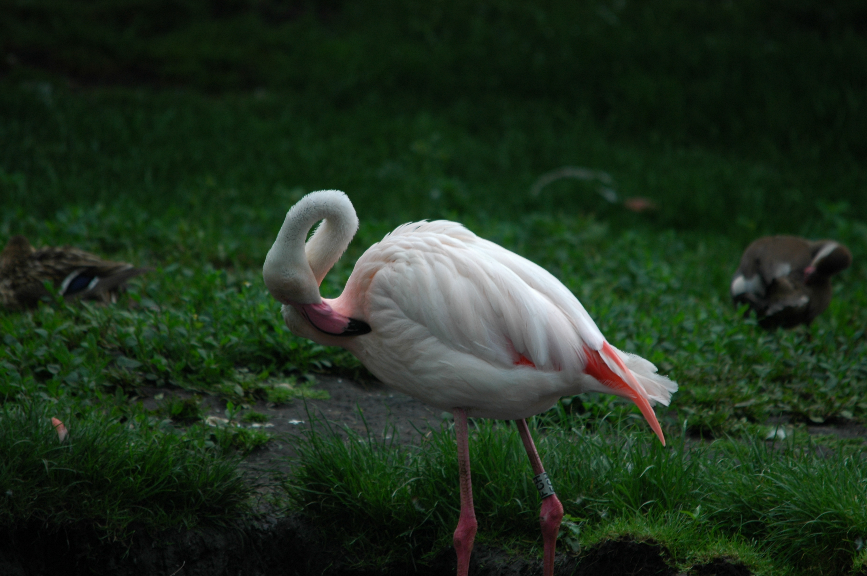 photos/wildlife/Bird_Species/023-Flamingoes/0363-Greater_Flamingo/DSC_6247.JPG