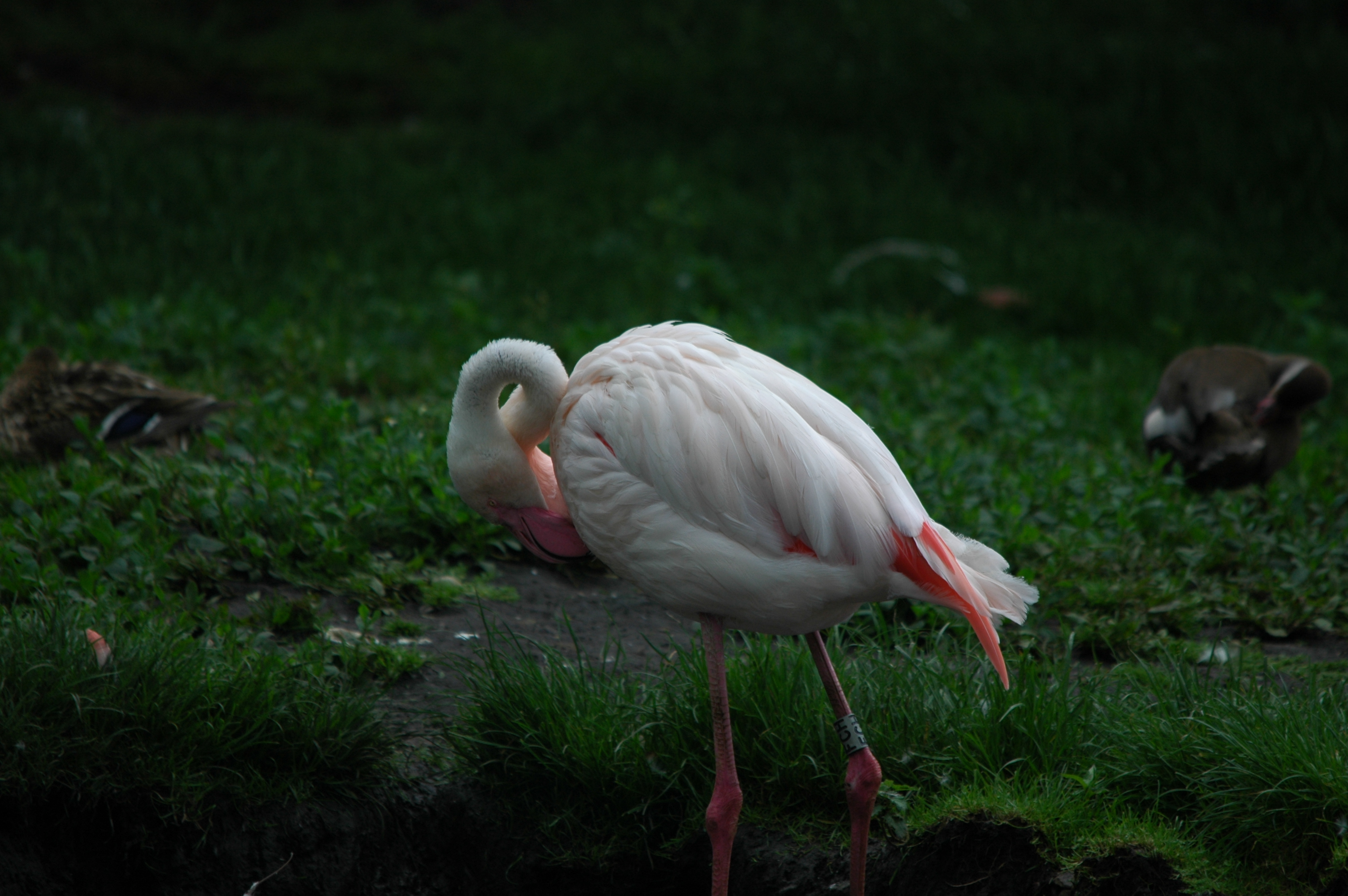 photos/wildlife/Bird_Species/023-Flamingoes/0363-Greater_Flamingo/DSC_6248.JPG