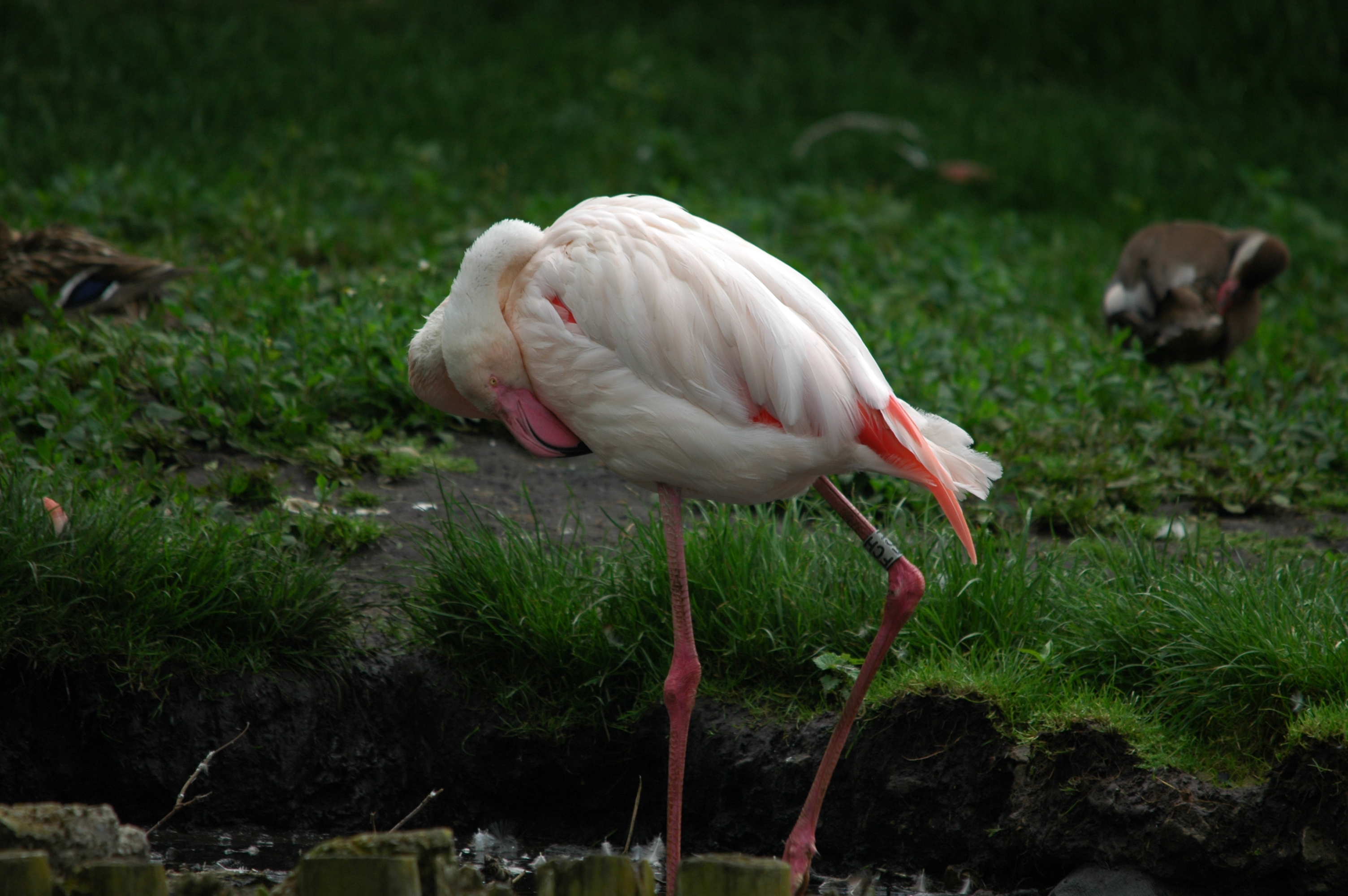photos/wildlife/Bird_Species/023-Flamingoes/0363-Greater_Flamingo/DSC_6249.JPG