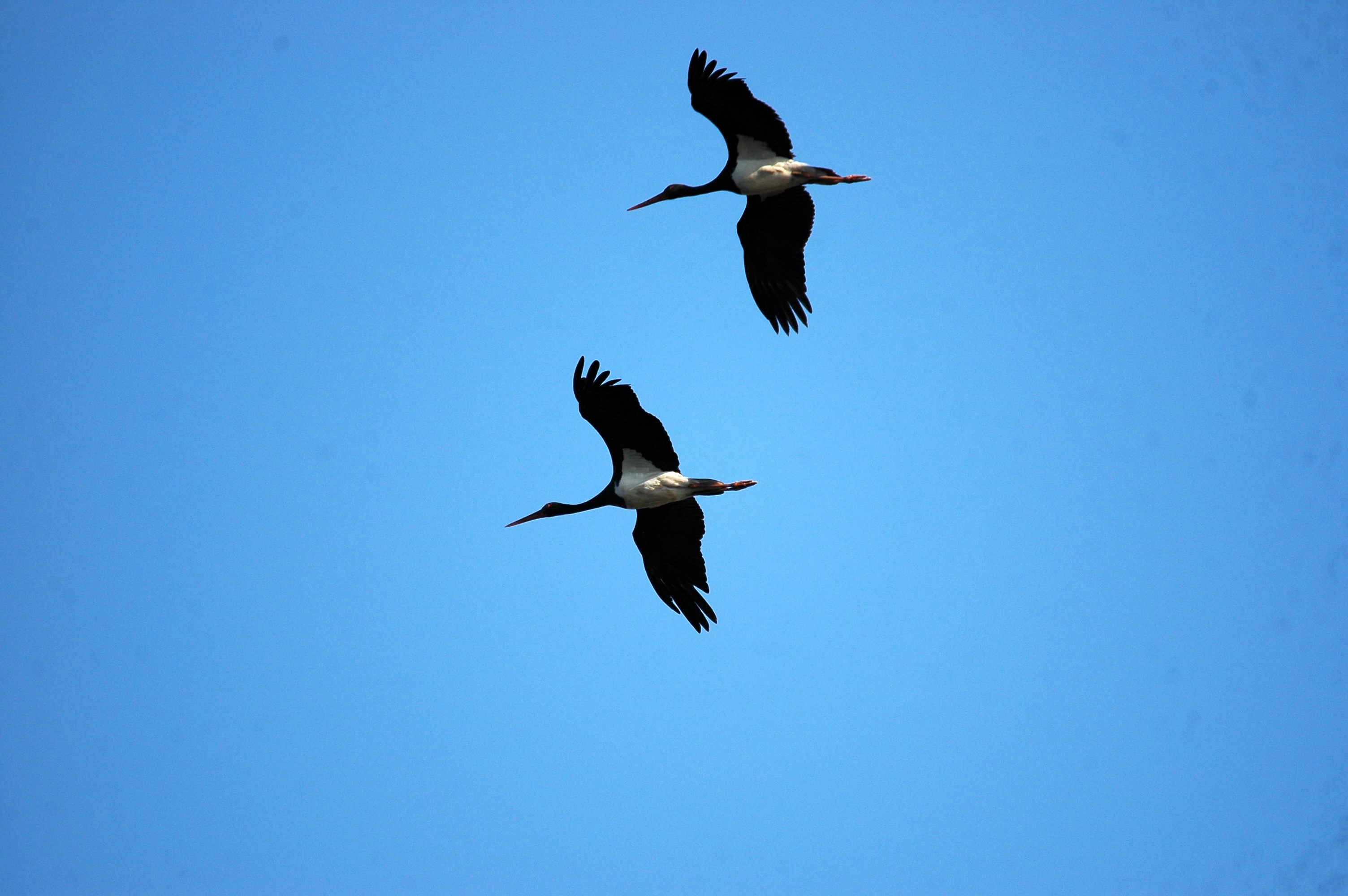 photos/wildlife/Bird_Species/024-Storks/0374-Black_Stork/20090922-Spain-02.jpg