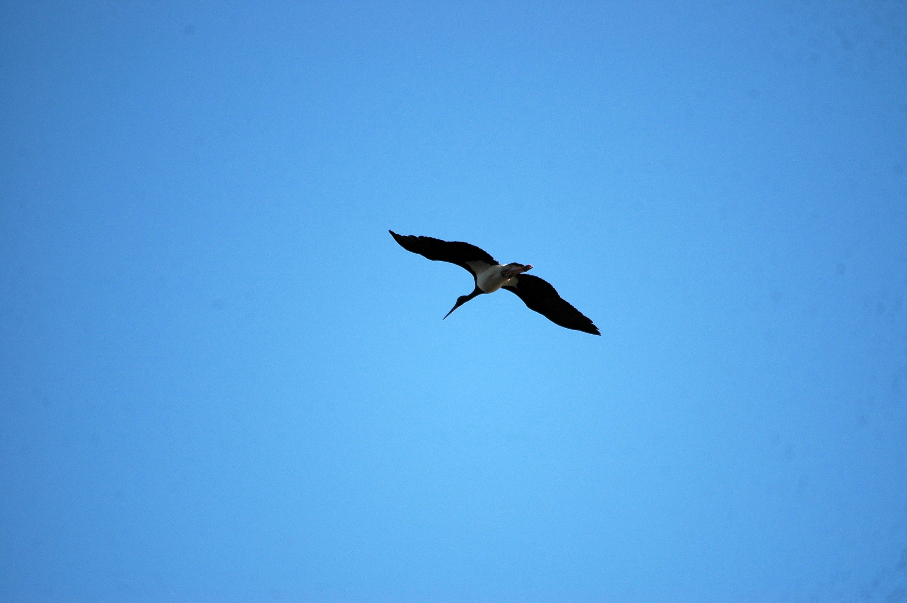 photos/wildlife/Bird_Species/024-Storks/0374-Black_Stork/20090922-Spain-03.jpg