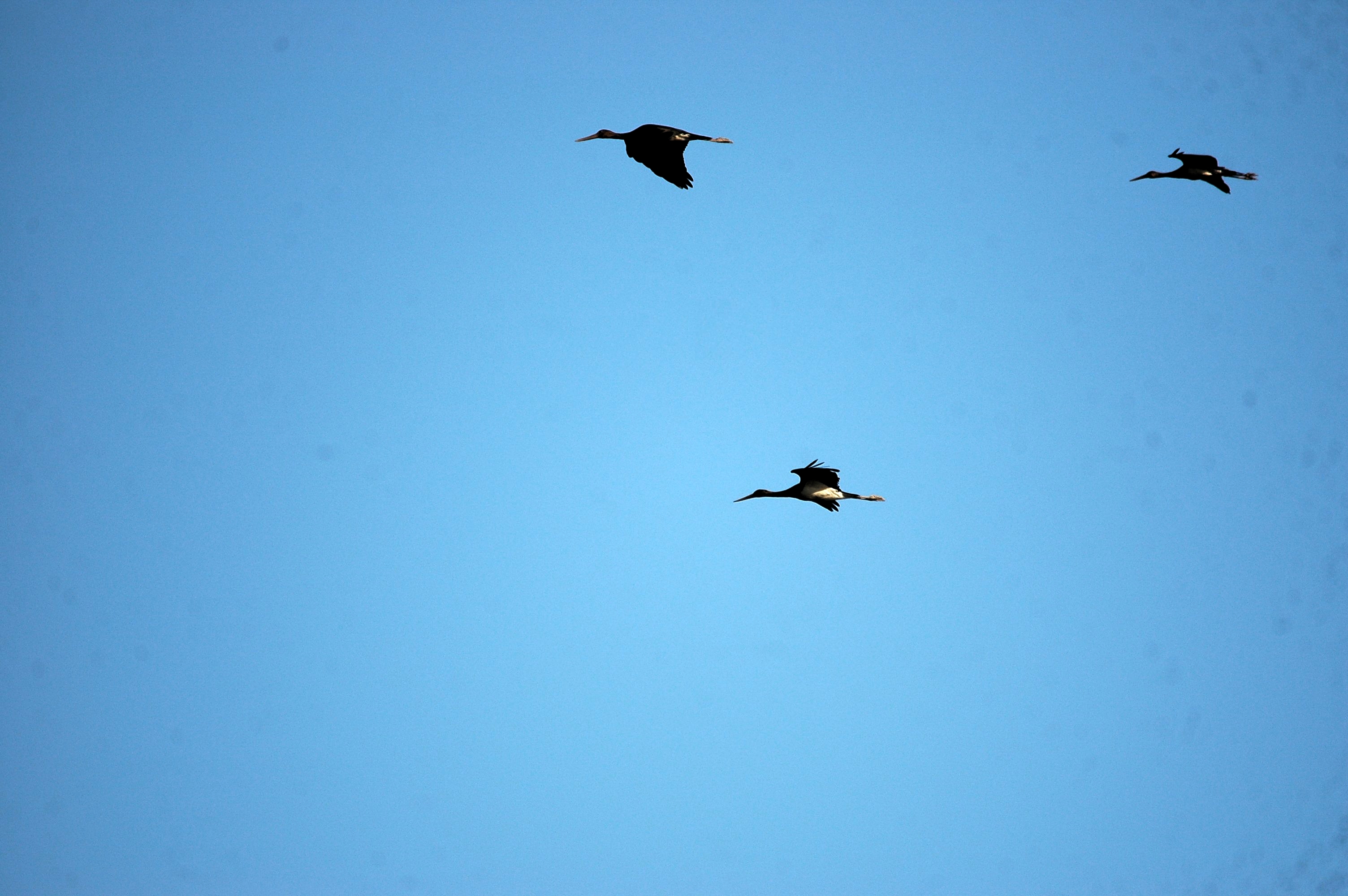 photos/wildlife/Bird_Species/024-Storks/0374-Black_Stork/20090922-Spain-04.jpg