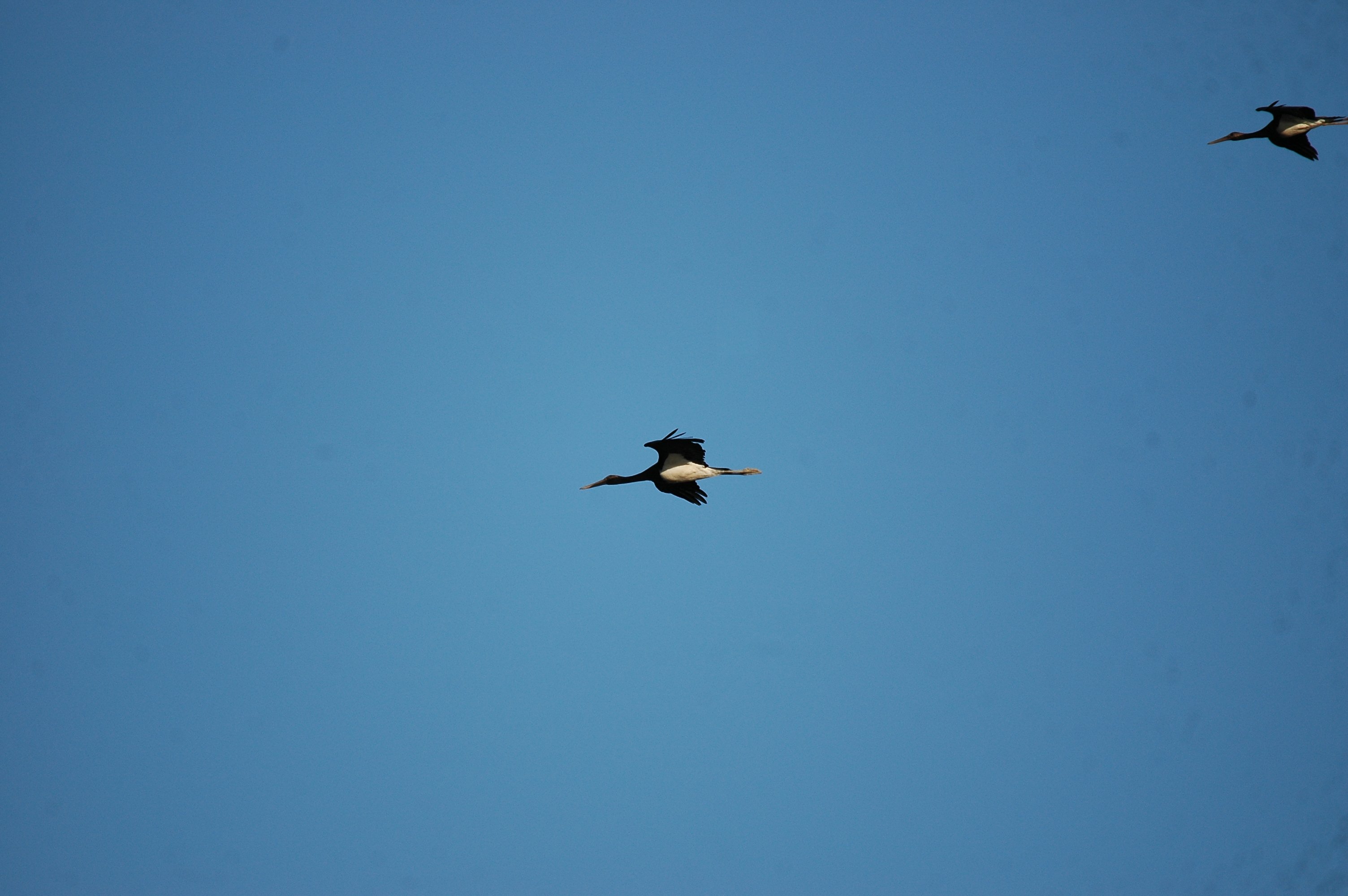 photos/wildlife/Bird_Species/024-Storks/0374-Black_Stork/20090922-Spain-05.jpg