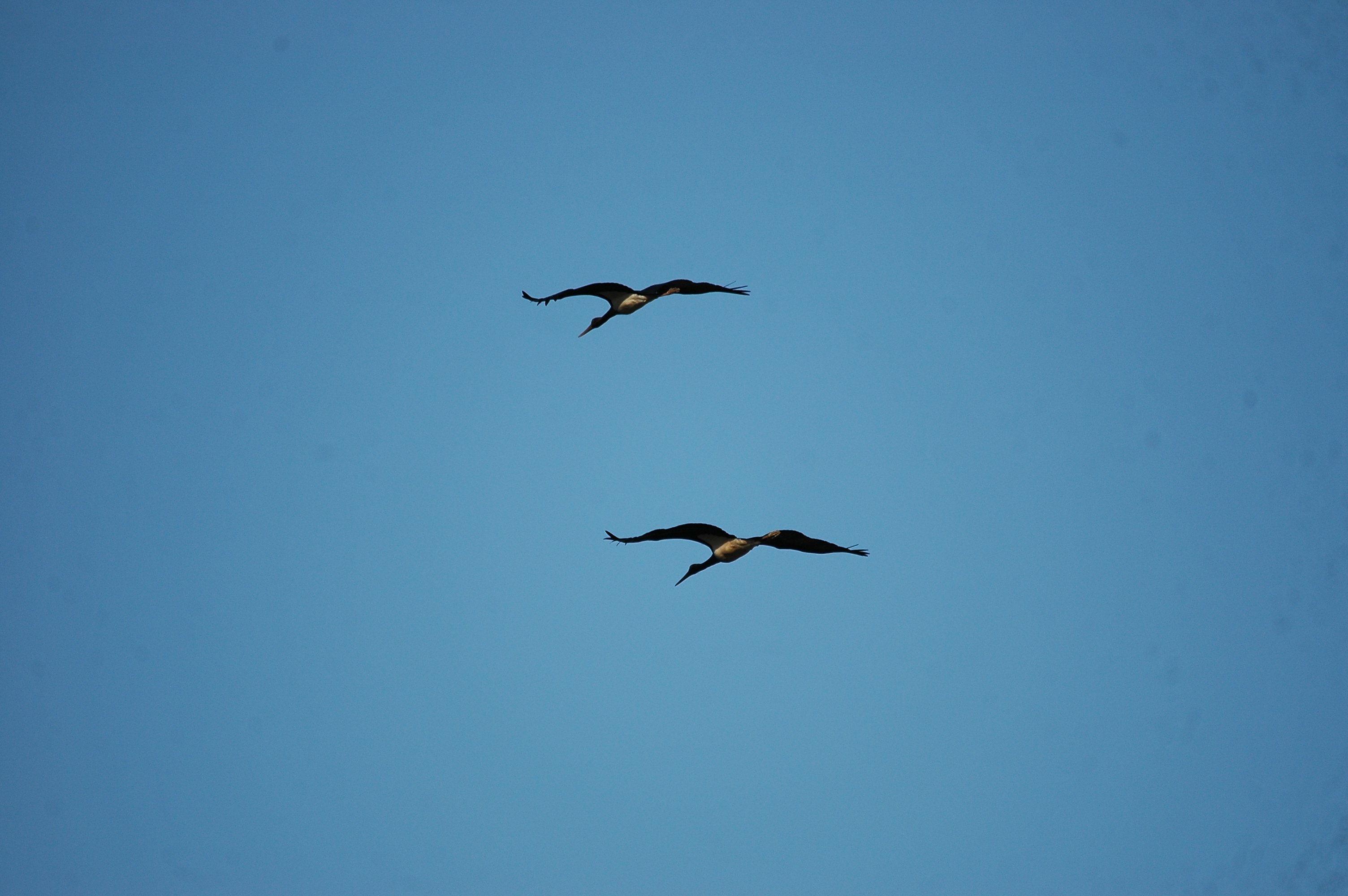 photos/wildlife/Bird_Species/024-Storks/0374-Black_Stork/20090922-Spain-06.jpg