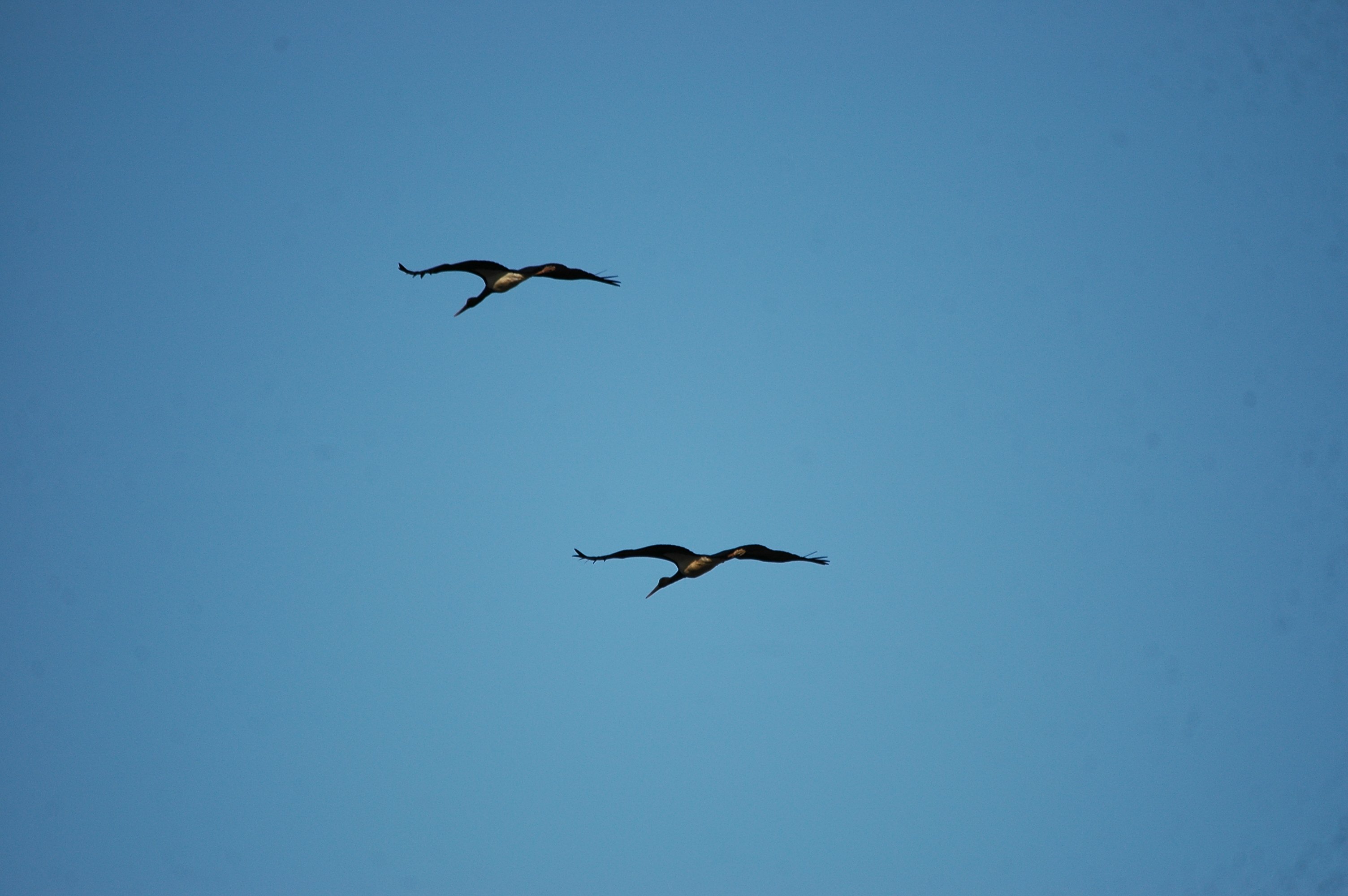 photos/wildlife/Bird_Species/024-Storks/0374-Black_Stork/20090922-Spain-07.jpg