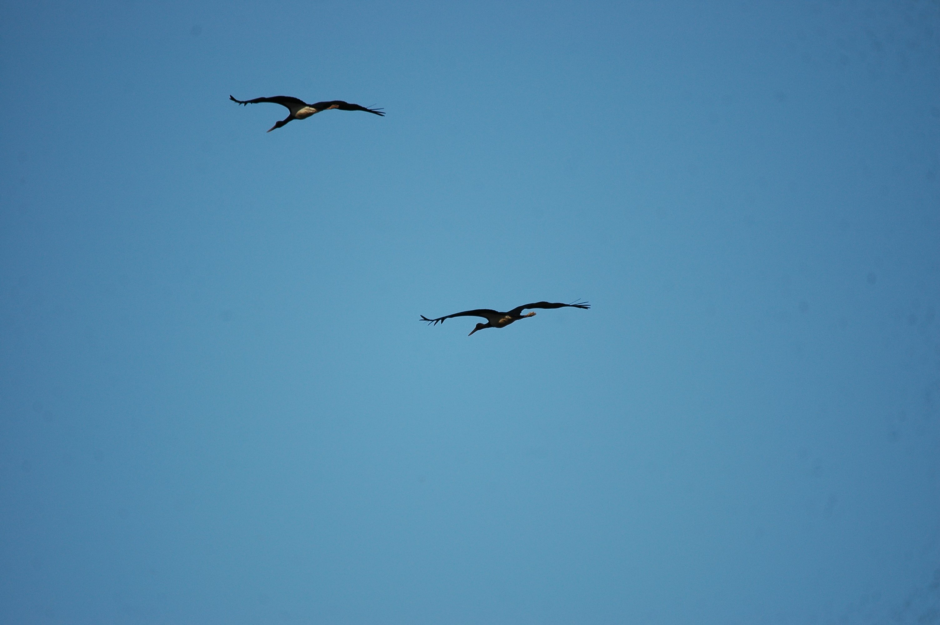 photos/wildlife/Bird_Species/024-Storks/0374-Black_Stork/20090922-Spain-08.jpg