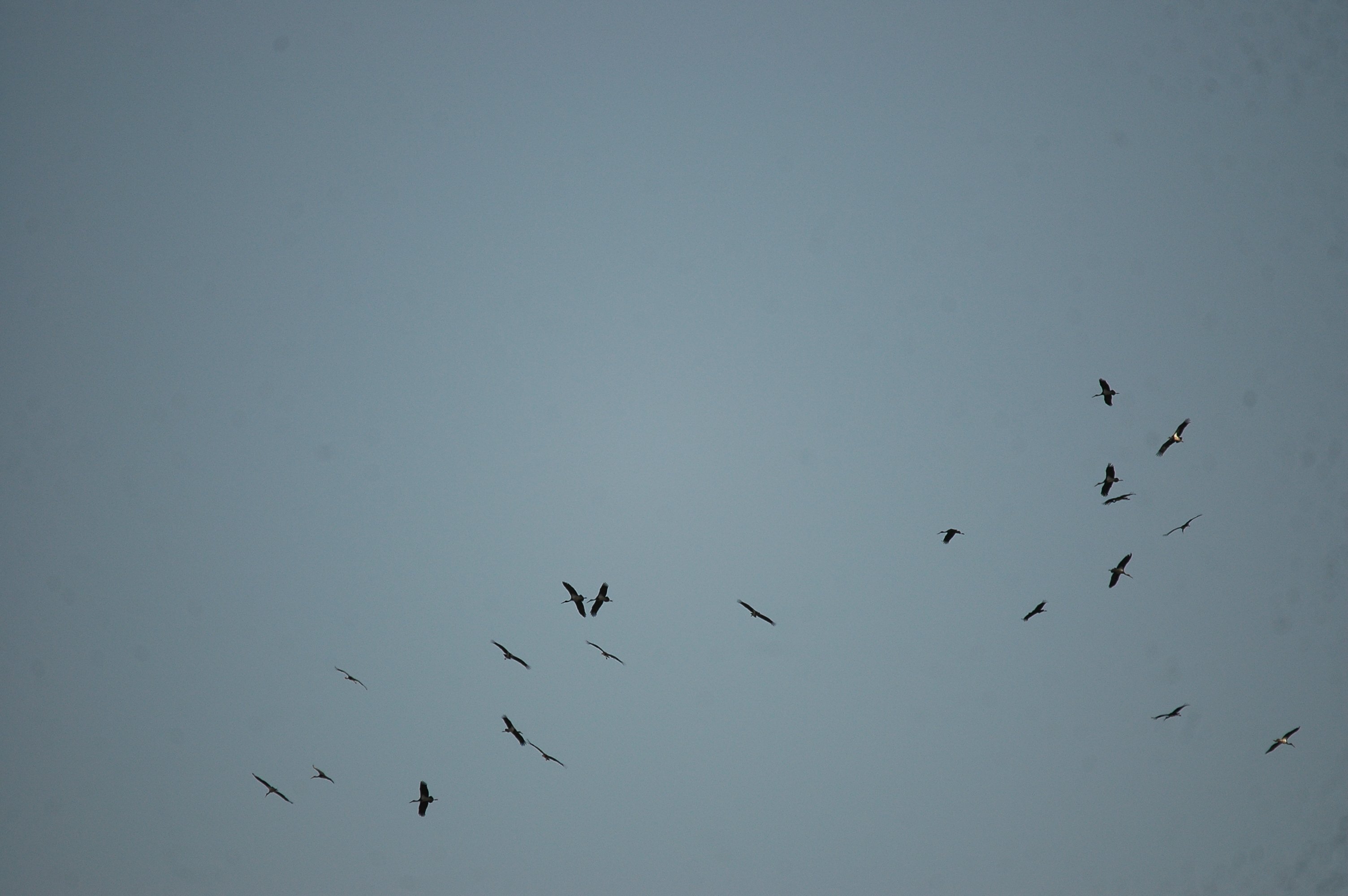 photos/wildlife/Bird_Species/024-Storks/0374-Black_Stork/20090925-Spain-01.jpg