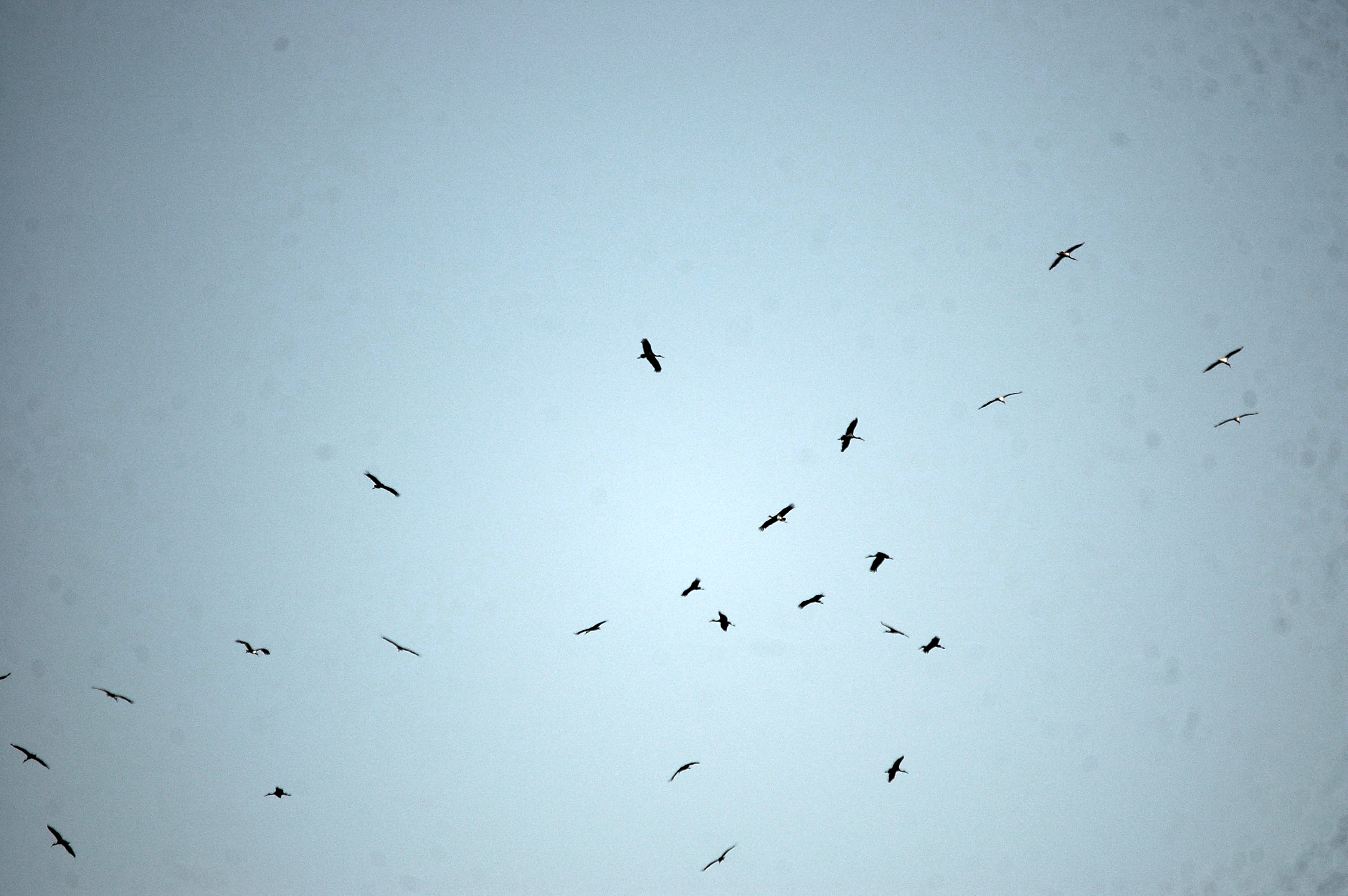 photos/wildlife/Bird_Species/024-Storks/0374-Black_Stork/20090925-Spain-02.jpg