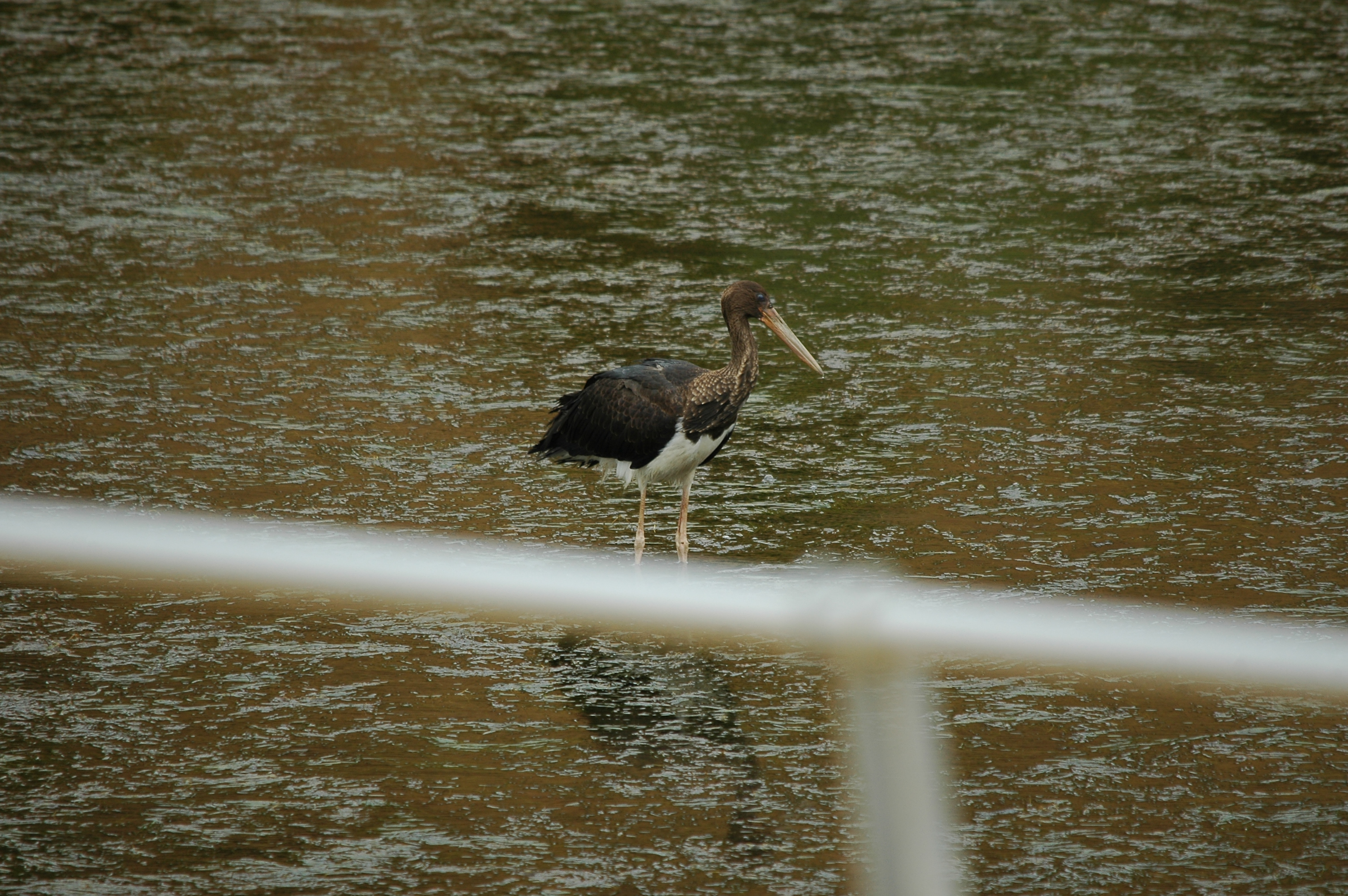 photos/wildlife/Bird_Species/024-Storks/0374-Black_Stork/20090926-Spain-01.jpg