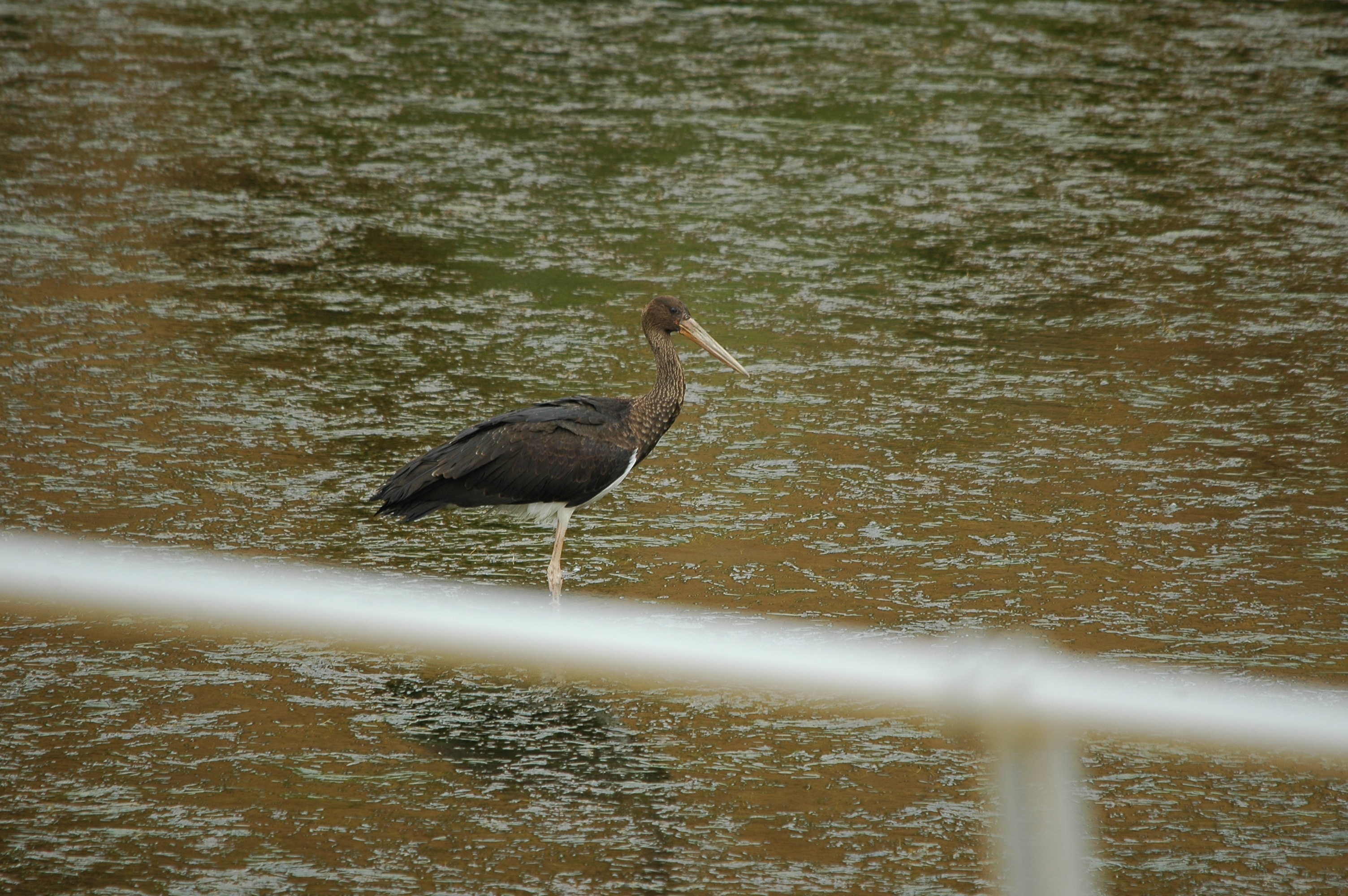 photos/wildlife/Bird_Species/024-Storks/0374-Black_Stork/20090926-Spain-02.jpg