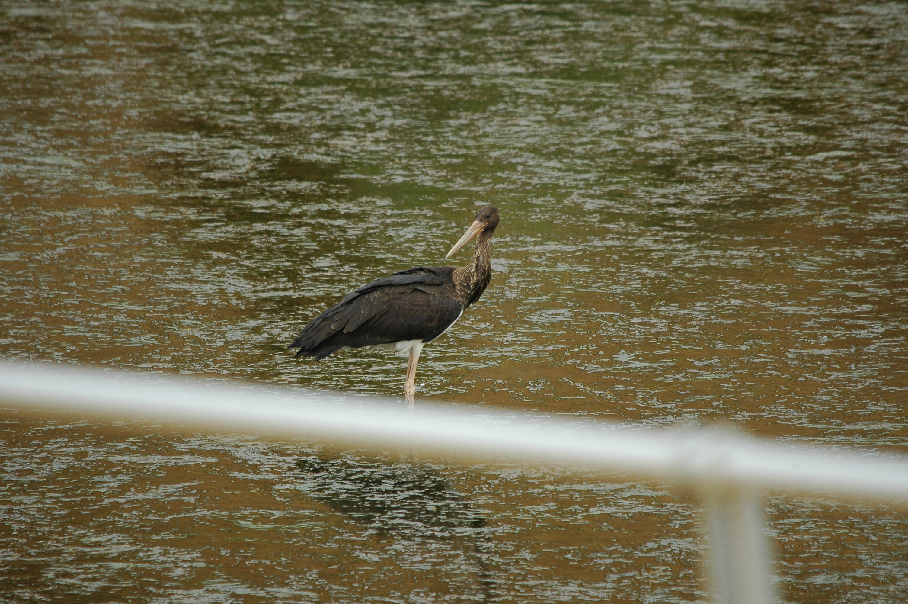 photos/wildlife/Bird_Species/024-Storks/0374-Black_Stork/20090926-Spain-03.jpg