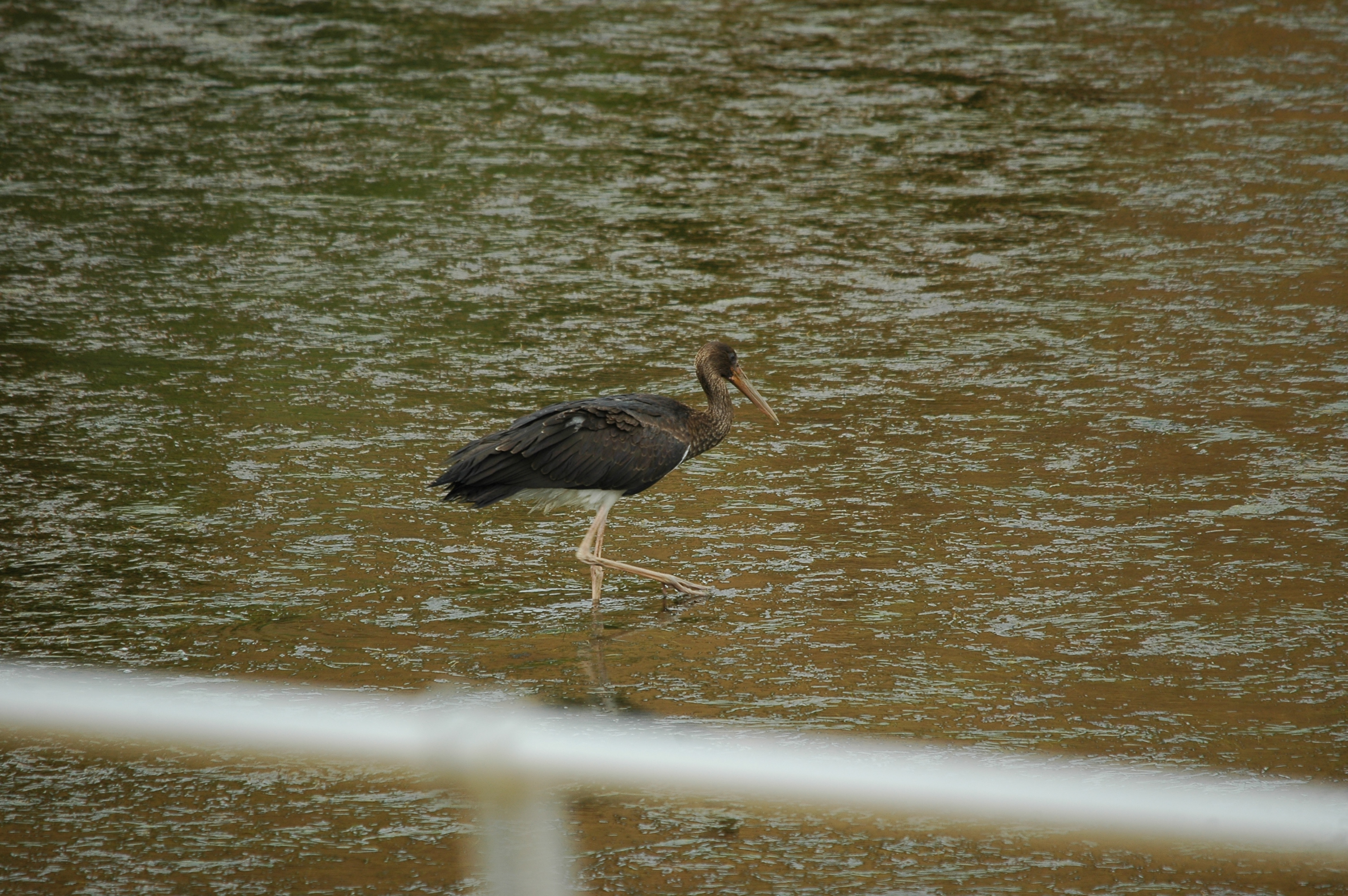 photos/wildlife/Bird_Species/024-Storks/0374-Black_Stork/20090926-Spain-04.jpg
