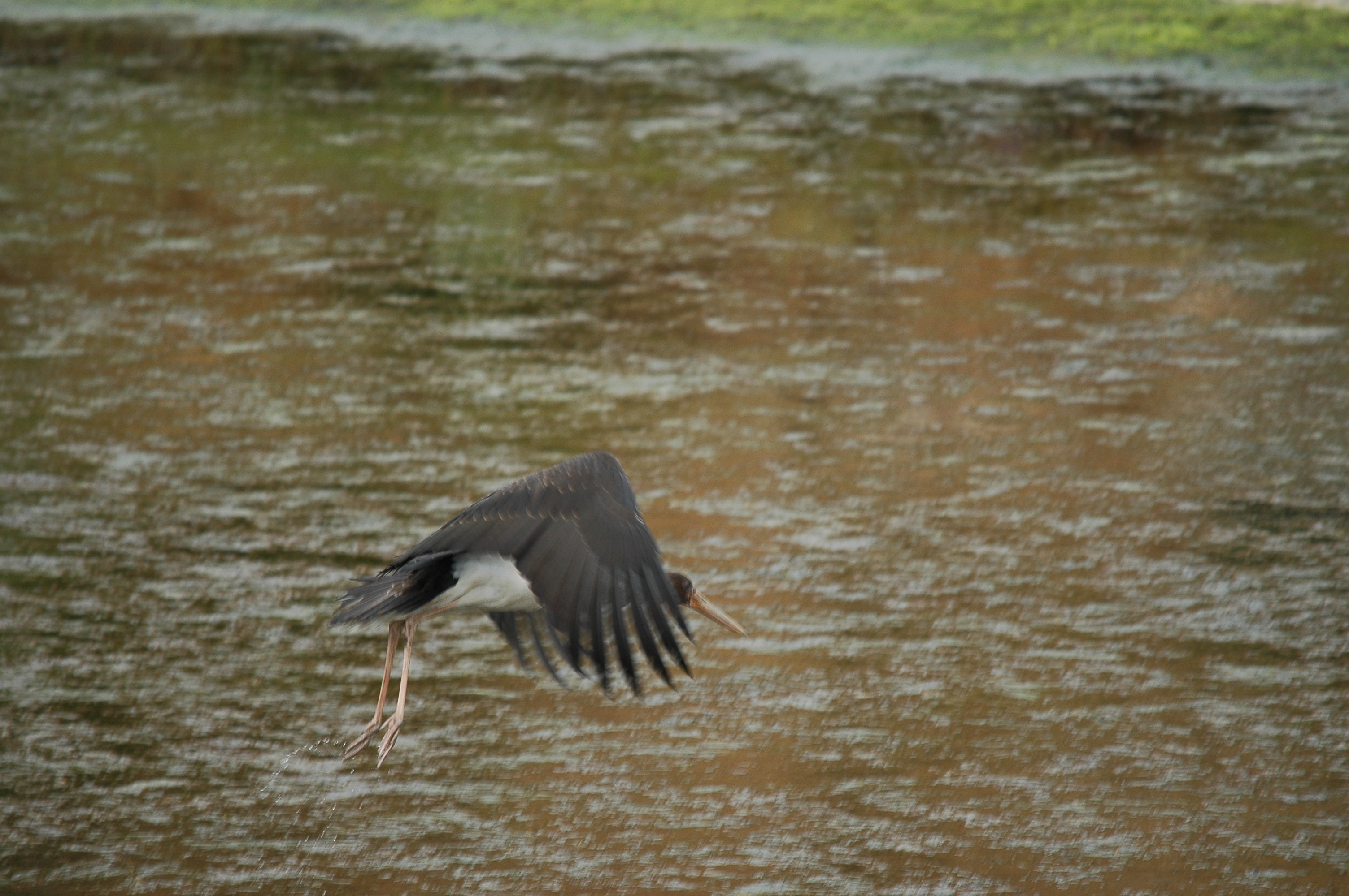photos/wildlife/Bird_Species/024-Storks/0374-Black_Stork/20090926-Spain-06.jpg
