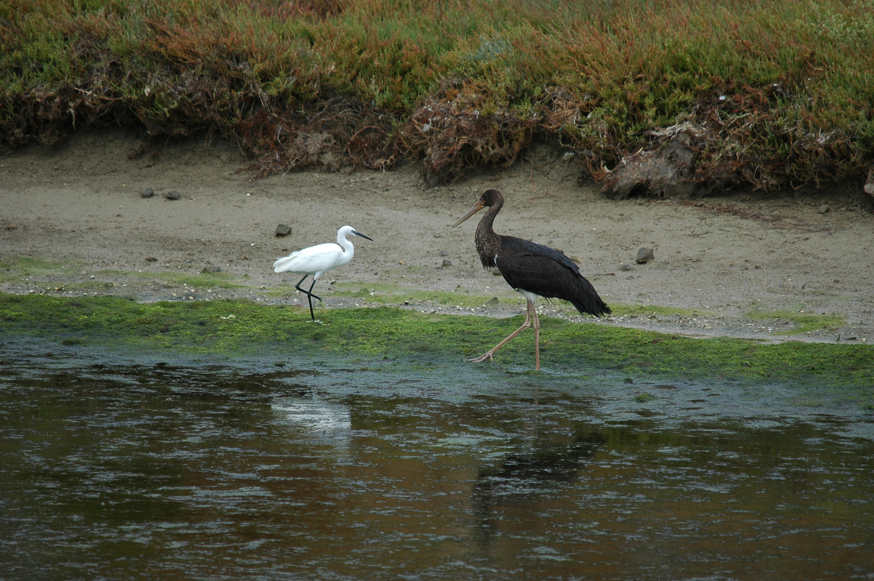 photos/wildlife/Bird_Species/024-Storks/0374-Black_Stork/20090926-Spain-07.jpg