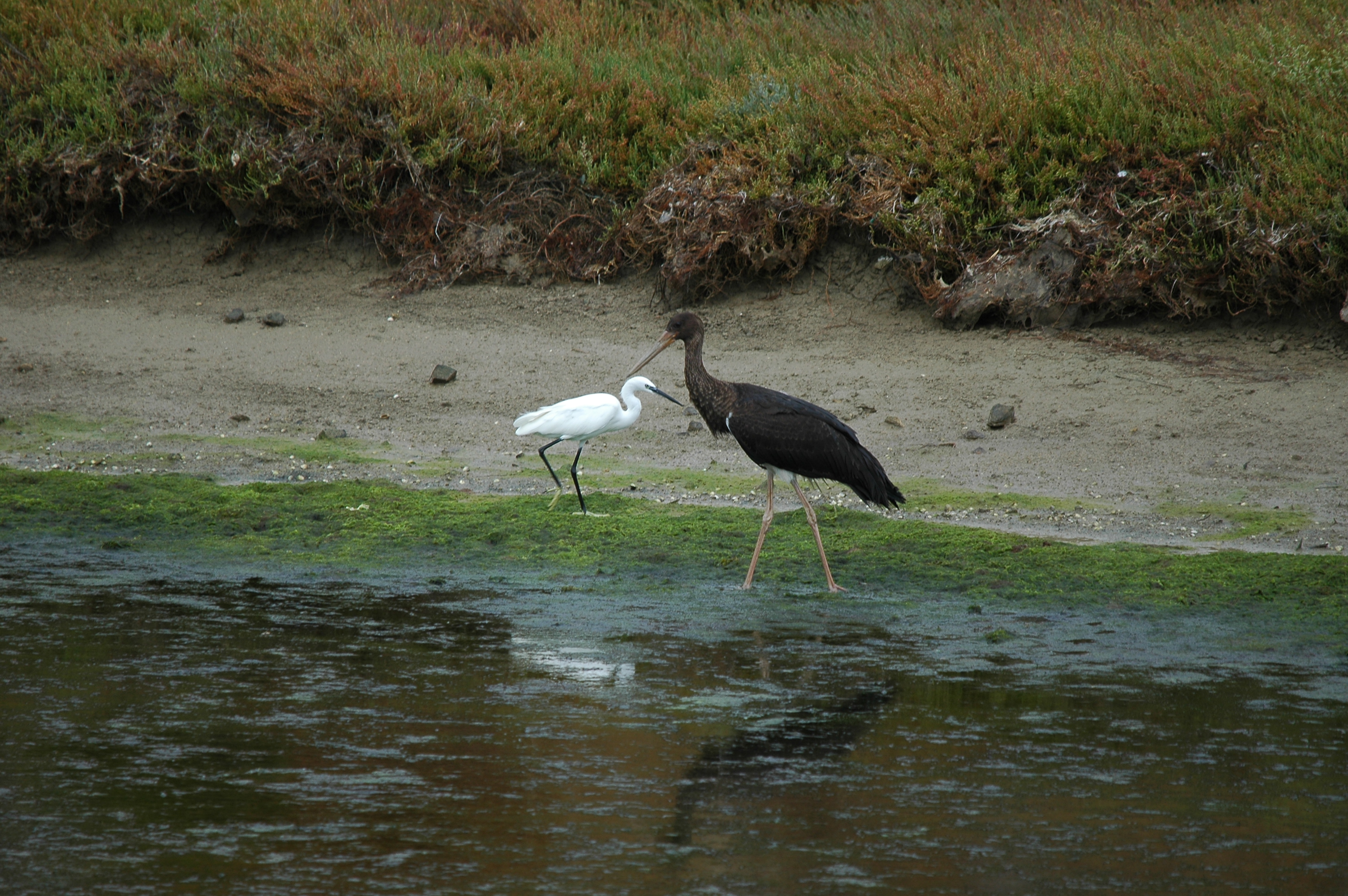 photos/wildlife/Bird_Species/024-Storks/0374-Black_Stork/20090926-Spain-08.jpg