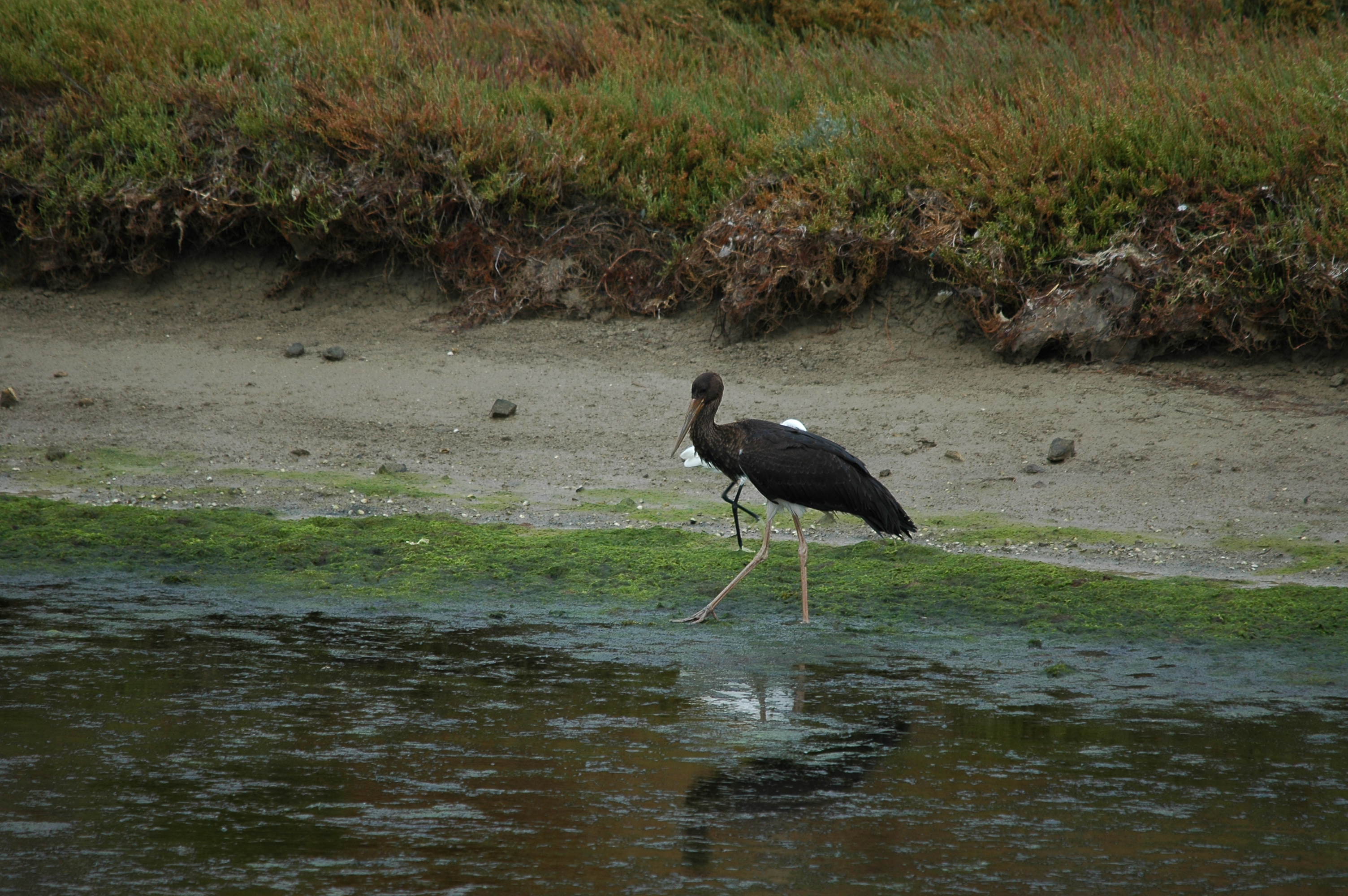 photos/wildlife/Bird_Species/024-Storks/0374-Black_Stork/20090926-Spain-09.jpg