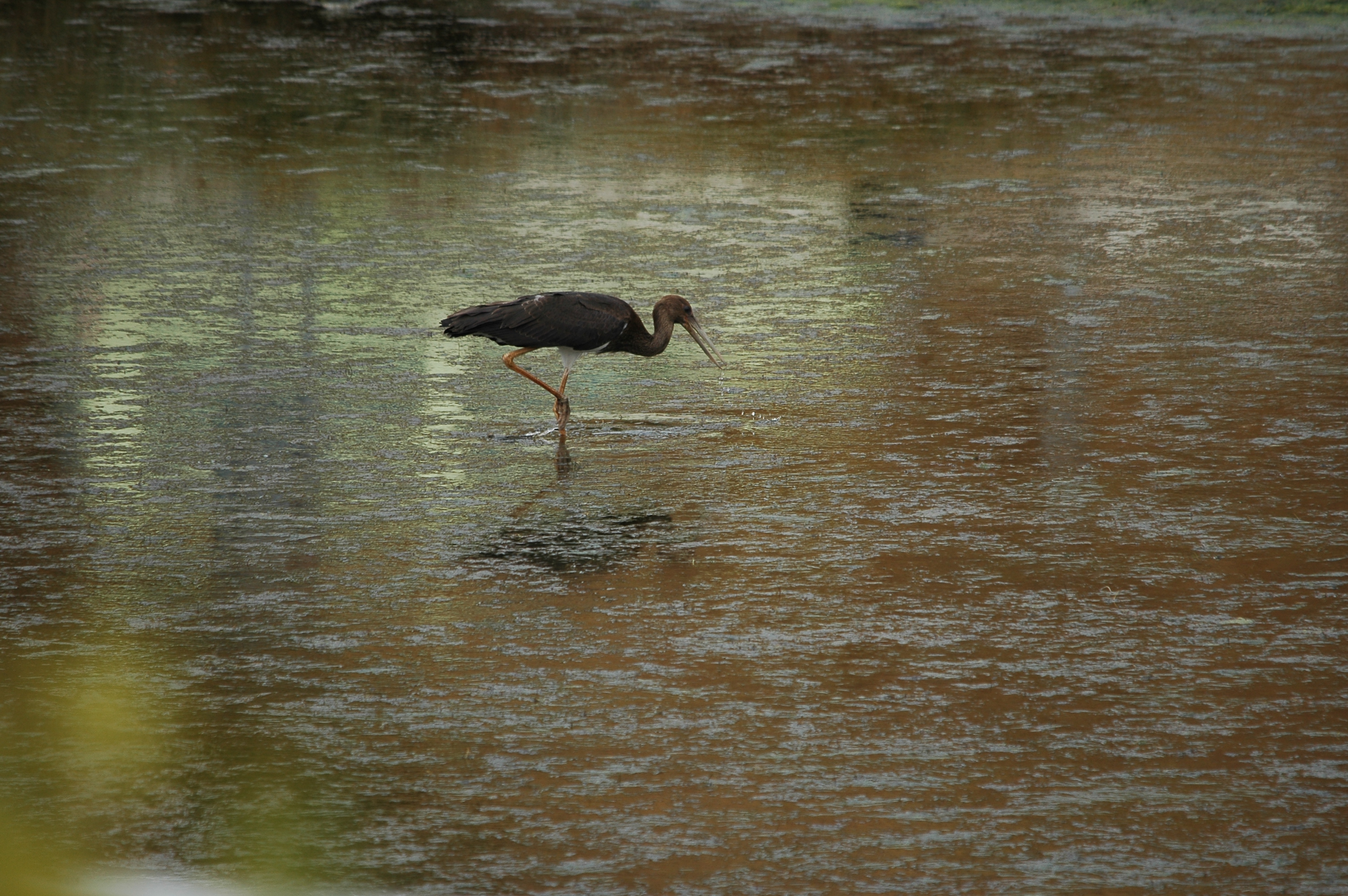 photos/wildlife/Bird_Species/024-Storks/0374-Black_Stork/20090926-Spain-10.jpg