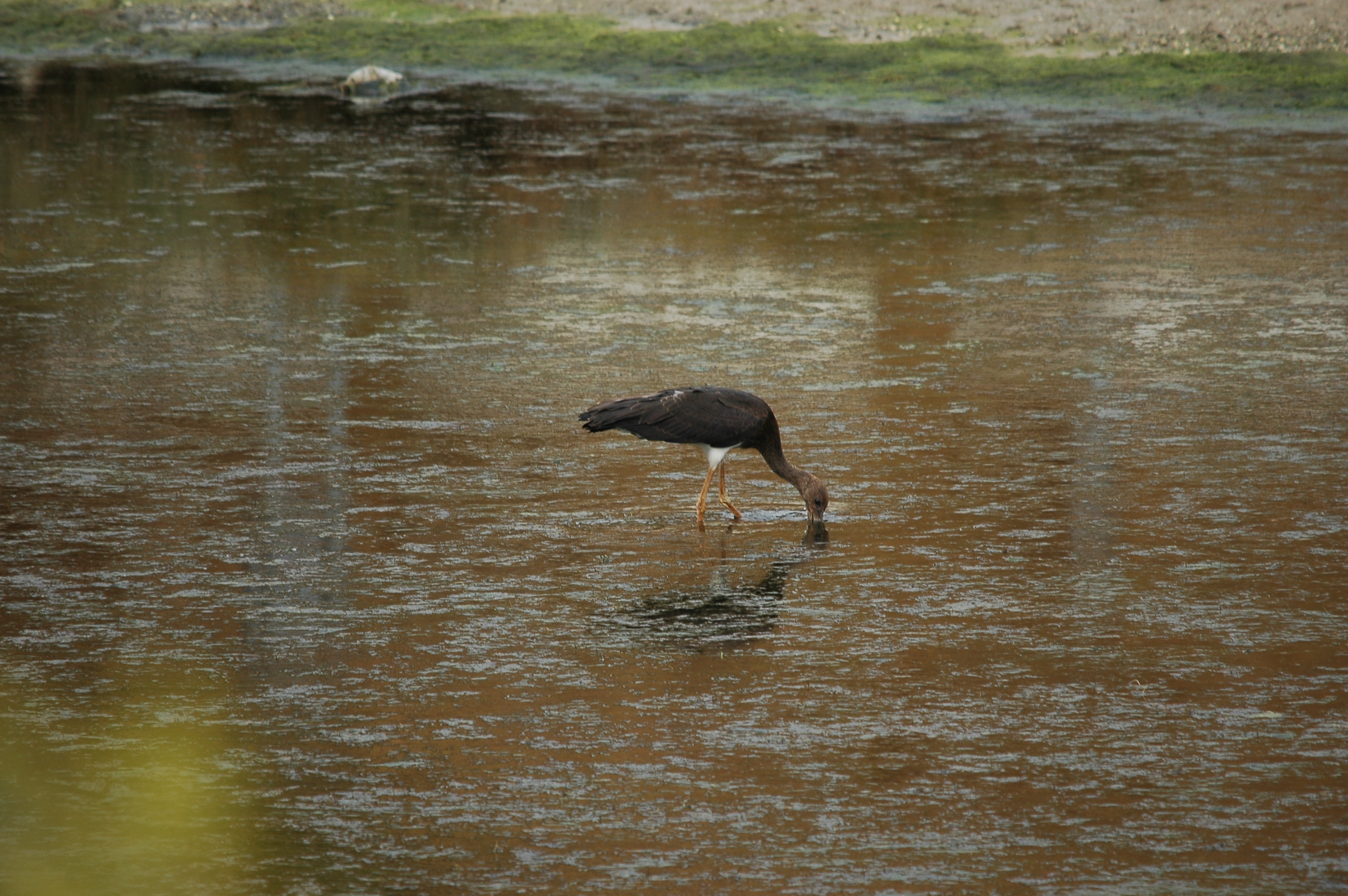 photos/wildlife/Bird_Species/024-Storks/0374-Black_Stork/20090926-Spain-11.jpg