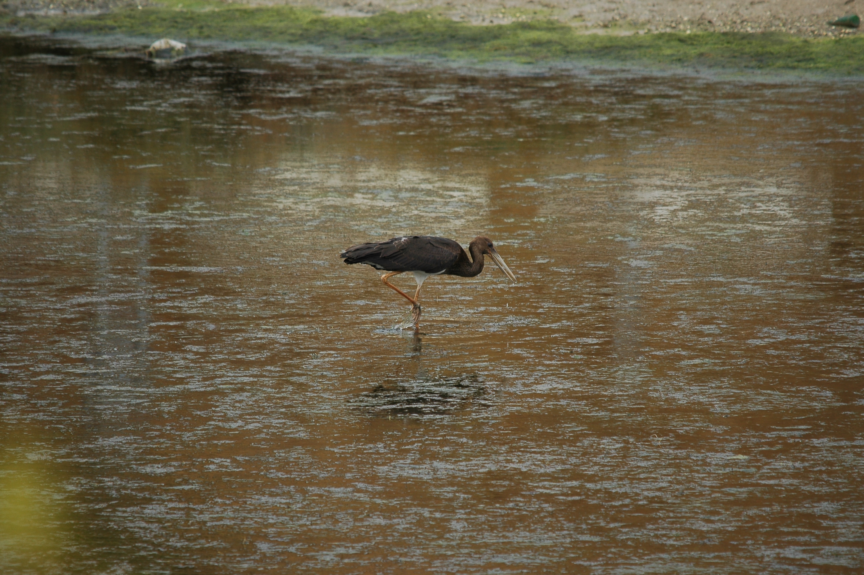 photos/wildlife/Bird_Species/024-Storks/0374-Black_Stork/20090926-Spain-12.jpg