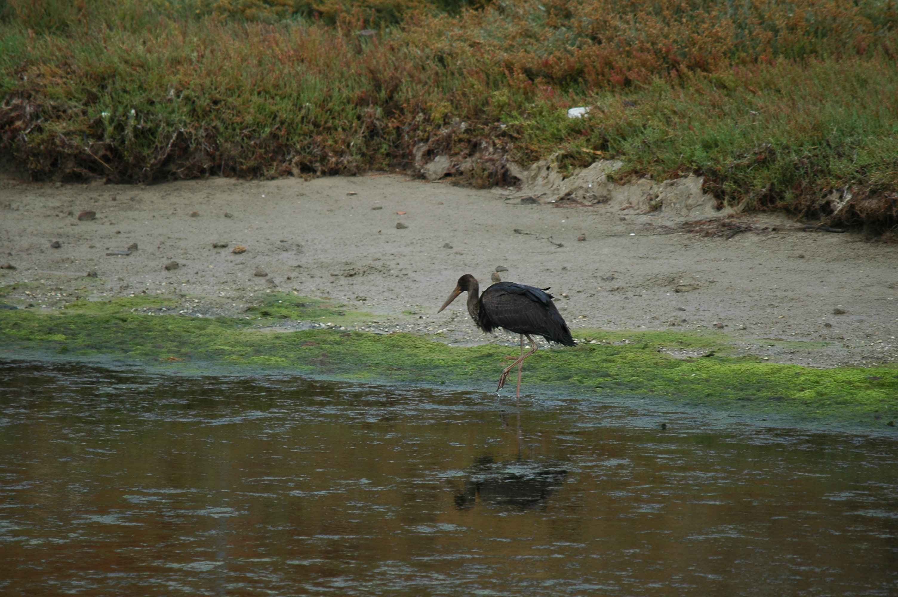 photos/wildlife/Bird_Species/024-Storks/0374-Black_Stork/20090926-Spain-13.jpg