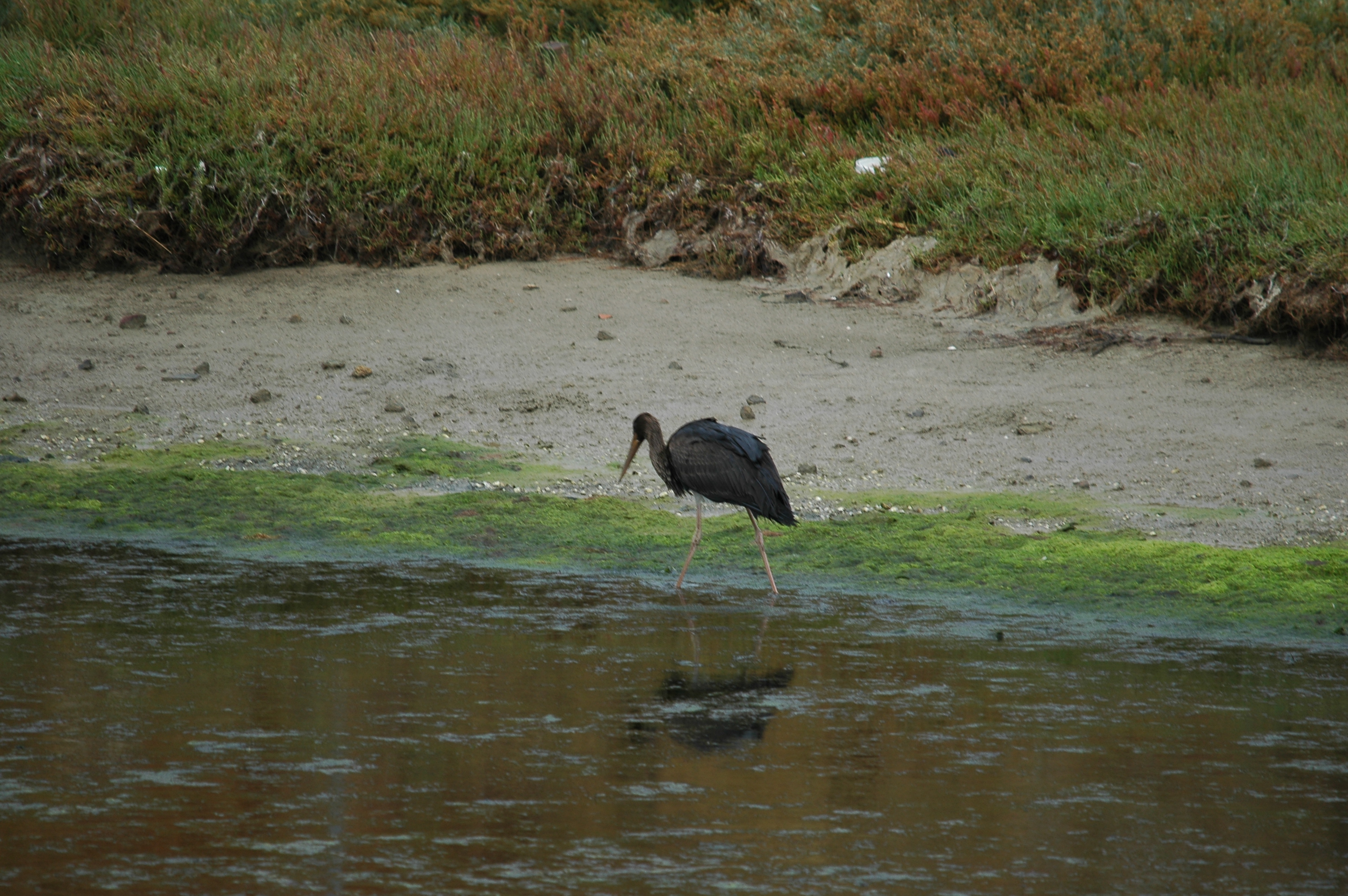 photos/wildlife/Bird_Species/024-Storks/0374-Black_Stork/20090926-Spain-14.jpg