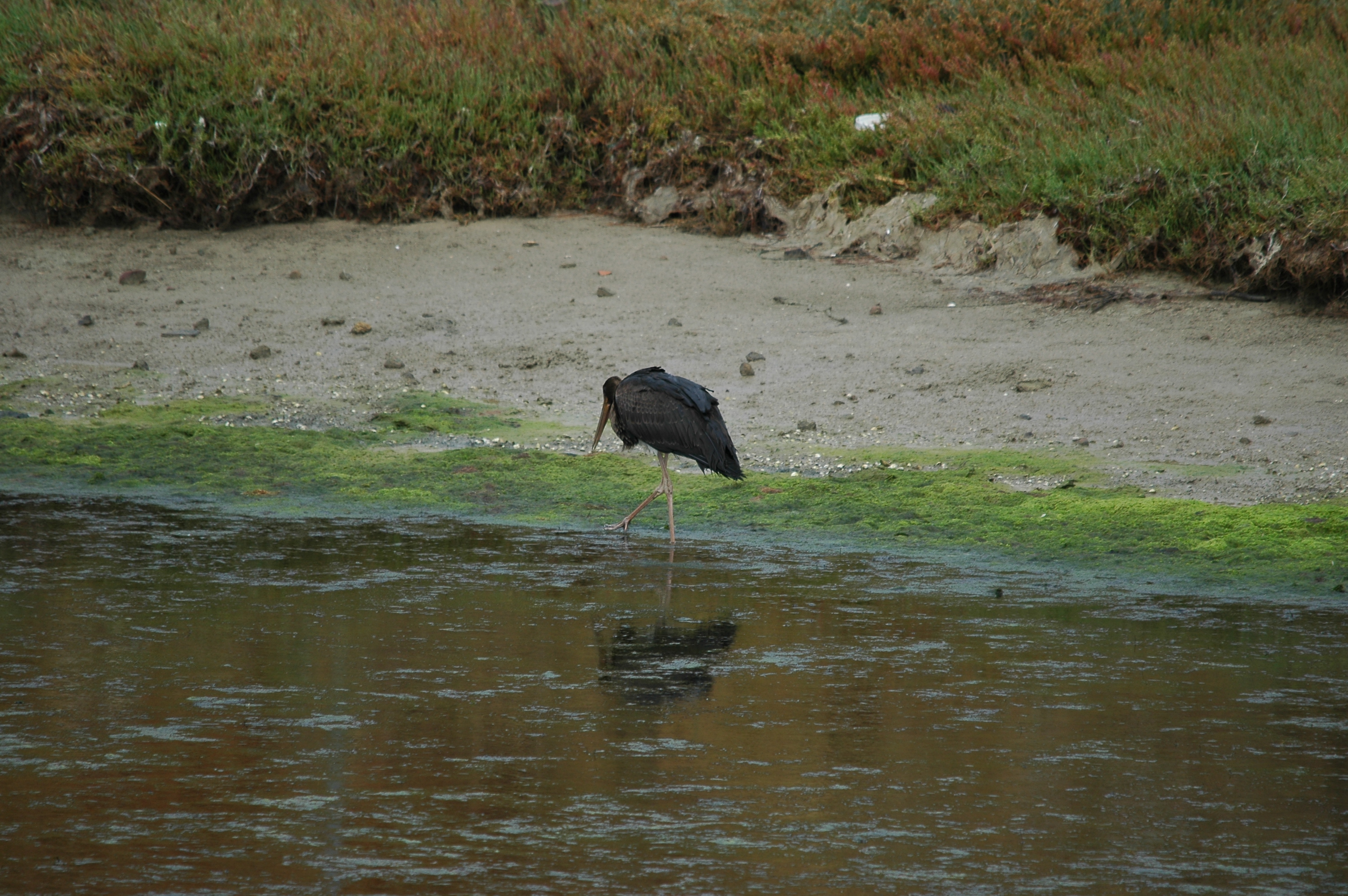 photos/wildlife/Bird_Species/024-Storks/0374-Black_Stork/20090926-Spain-15.jpg