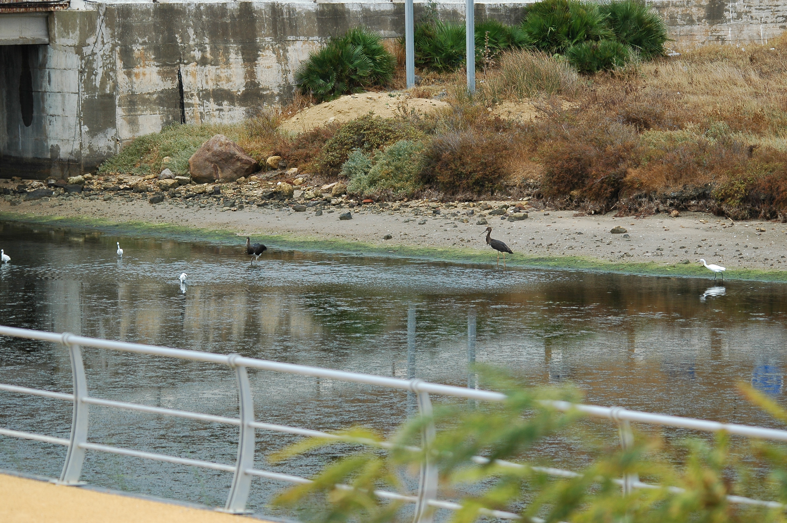 photos/wildlife/Bird_Species/024-Storks/0374-Black_Stork/20090926-Spain-16.jpg