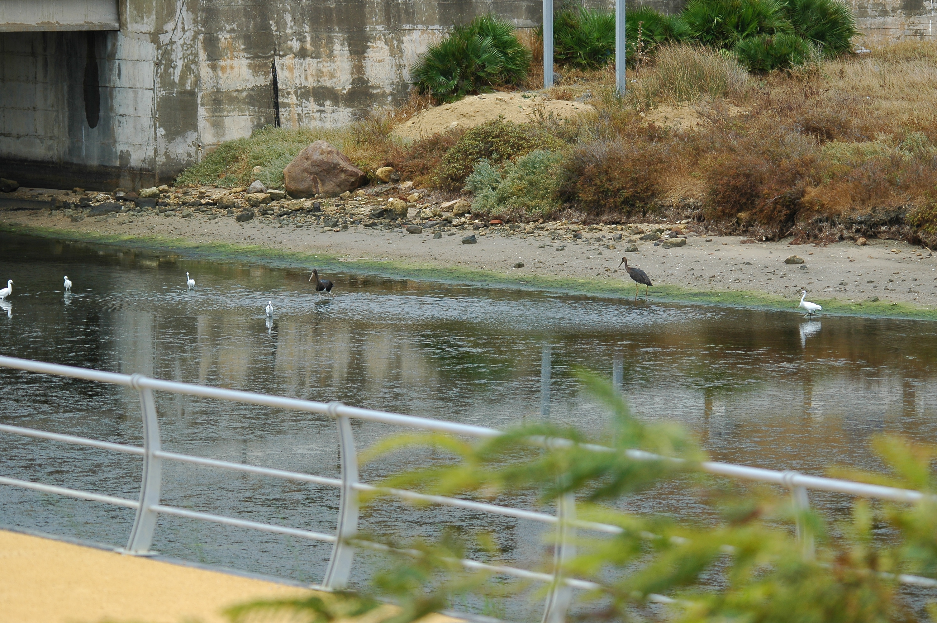 photos/wildlife/Bird_Species/024-Storks/0374-Black_Stork/20090926-Spain-17.jpg