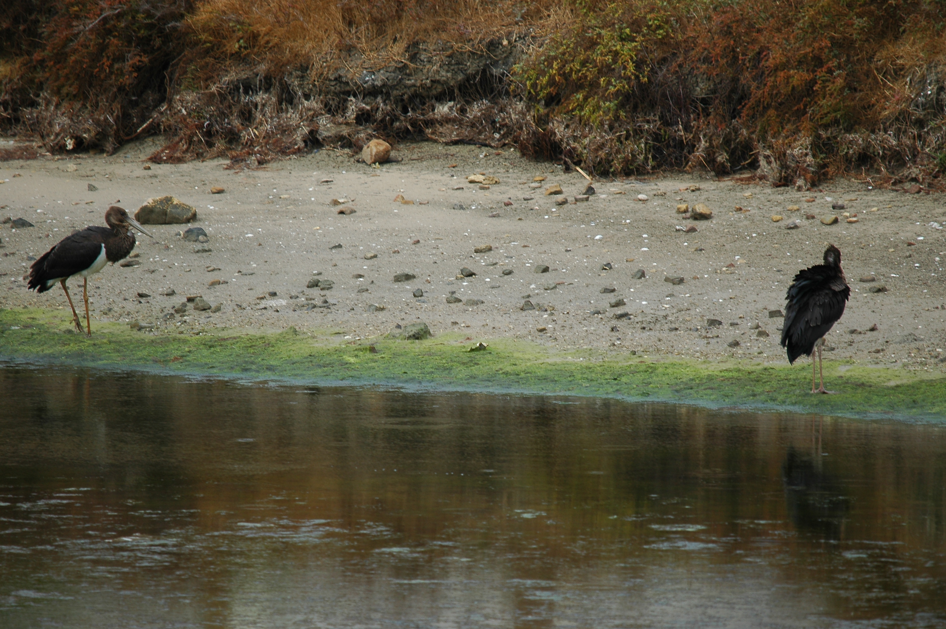 photos/wildlife/Bird_Species/024-Storks/0374-Black_Stork/20090926-Spain-18.jpg