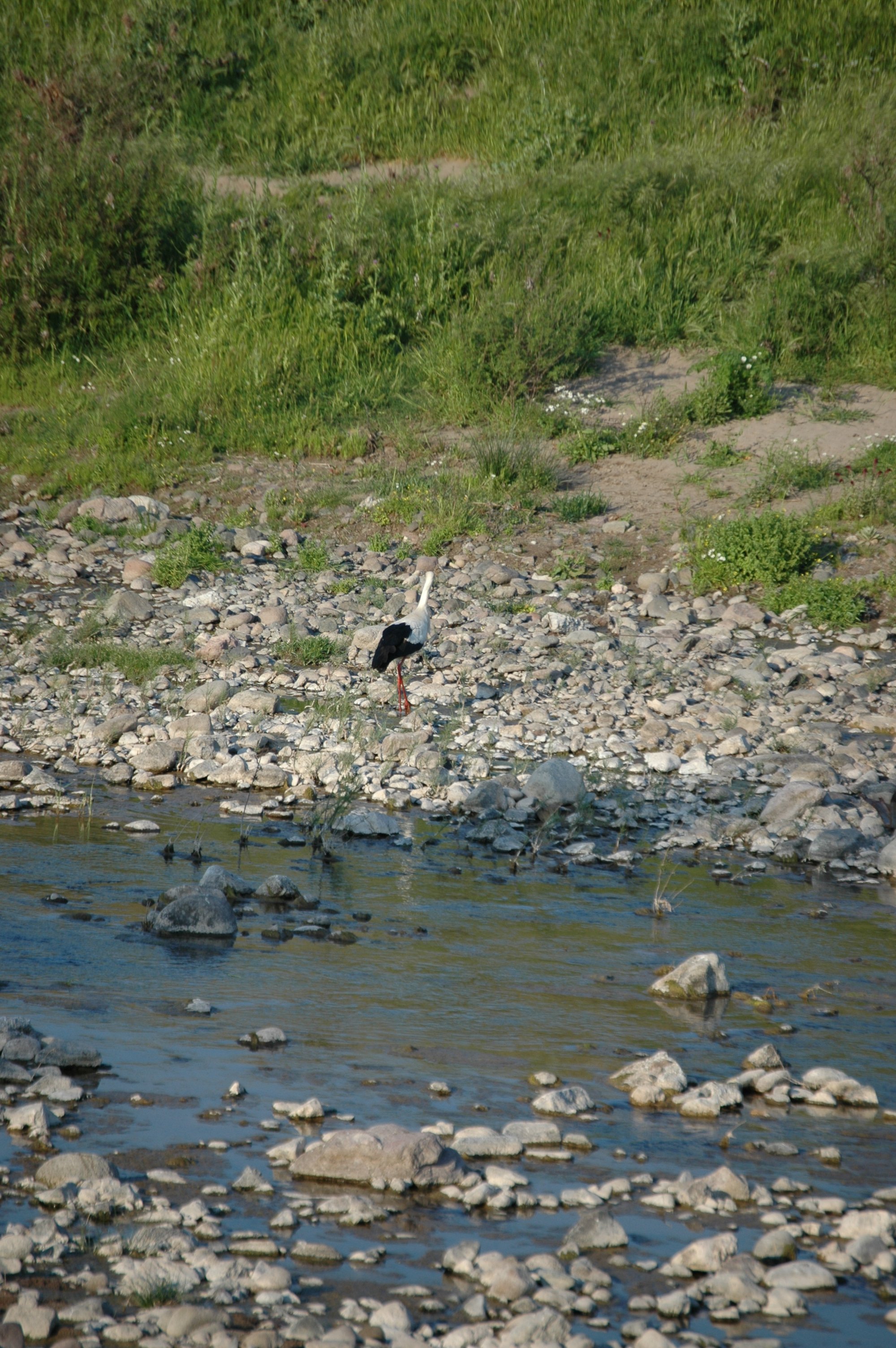 photos/wildlife/Bird_Species/024-Storks/0379-White_Stork/20060425-Lesvos-01.jpg