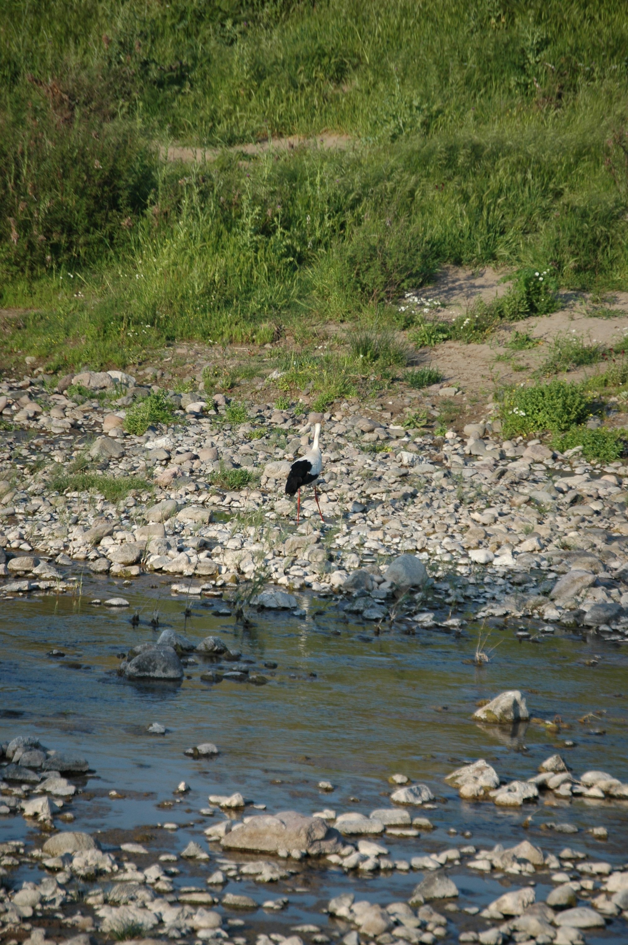 photos/wildlife/Bird_Species/024-Storks/0379-White_Stork/20060425-Lesvos-03.jpg