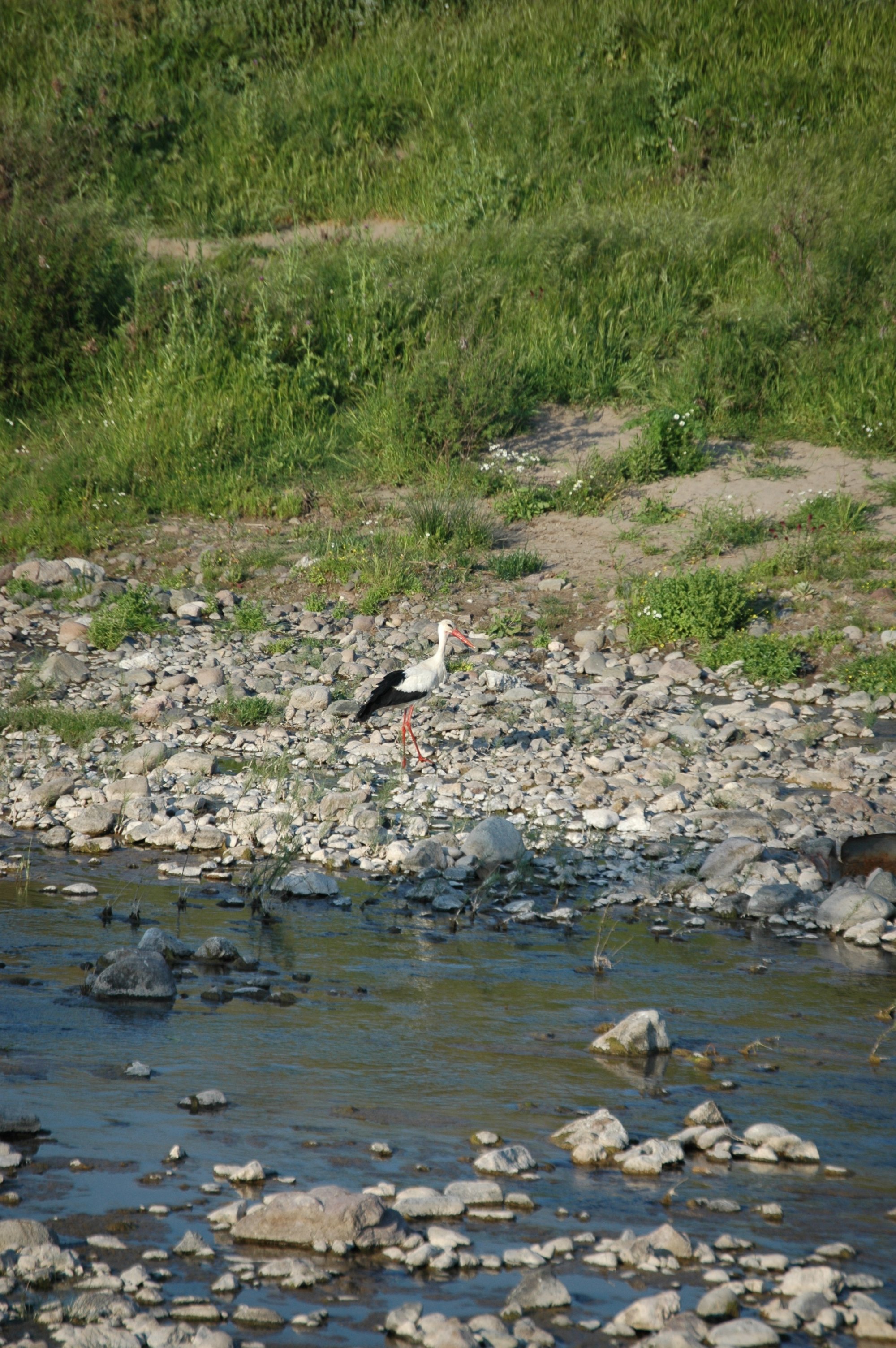 photos/wildlife/Bird_Species/024-Storks/0379-White_Stork/20060425-Lesvos-05.jpg