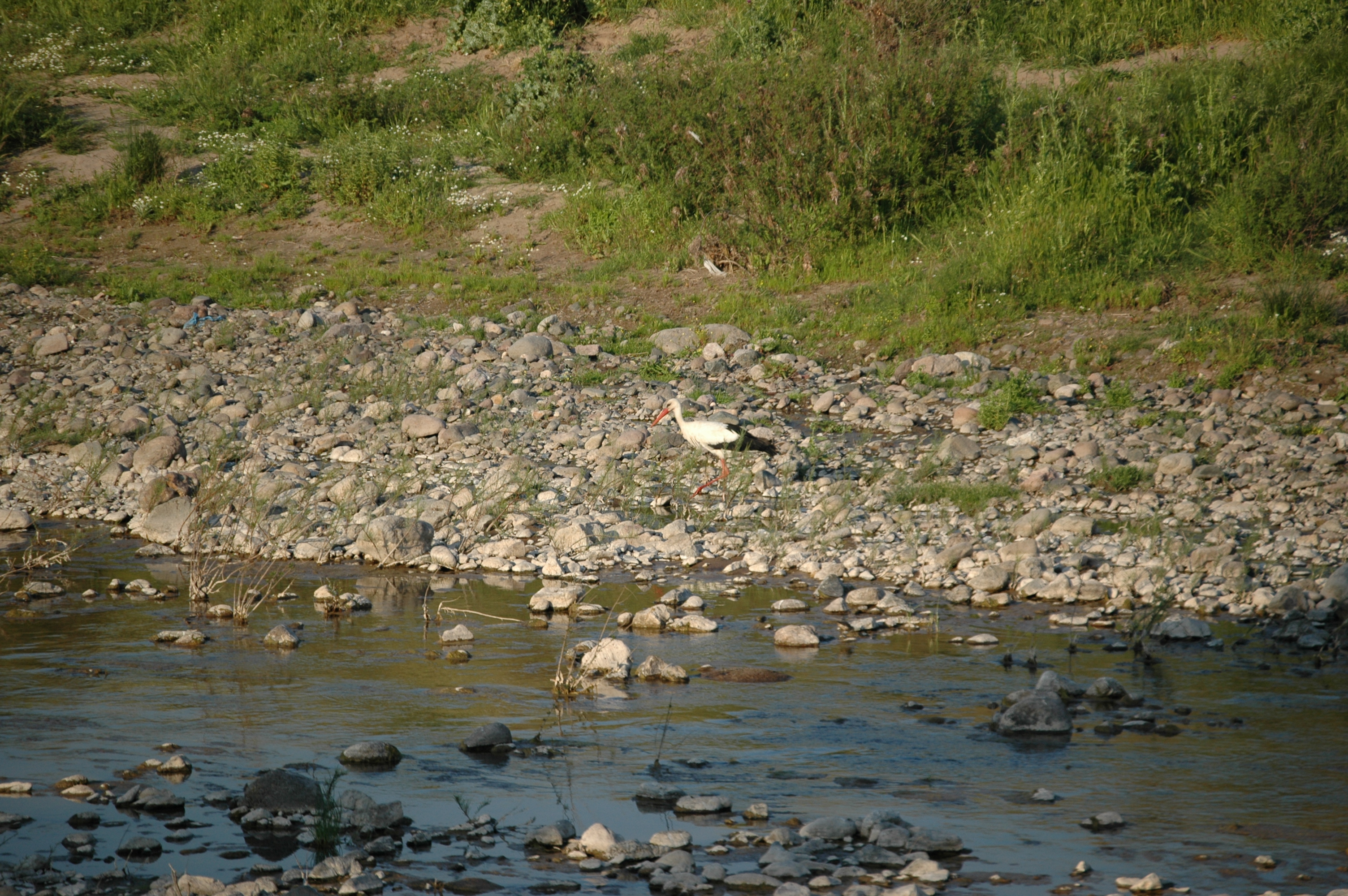 photos/wildlife/Bird_Species/024-Storks/0379-White_Stork/20060425-Lesvos-06.jpg