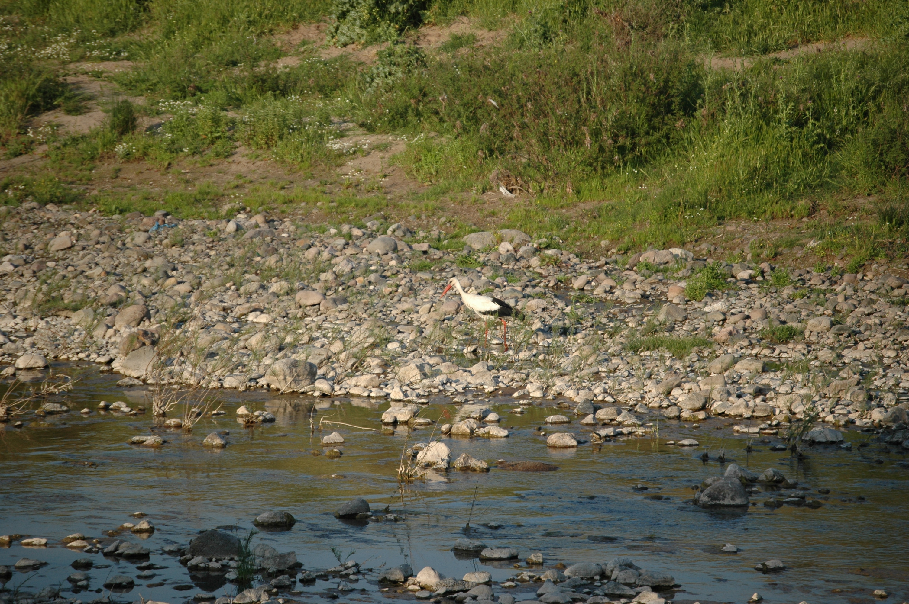 photos/wildlife/Bird_Species/024-Storks/0379-White_Stork/20060425-Lesvos-07.jpg