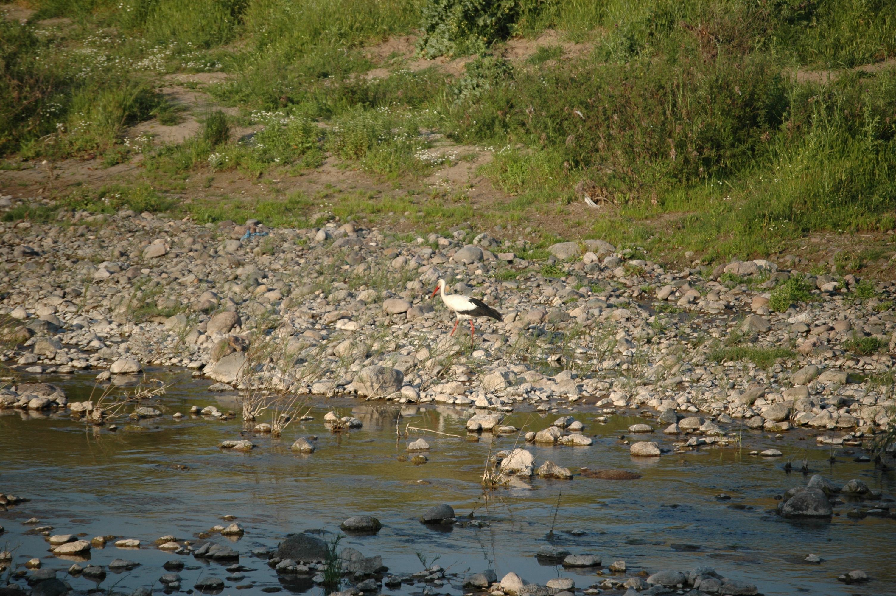 photos/wildlife/Bird_Species/024-Storks/0379-White_Stork/20060425-Lesvos-08.jpg