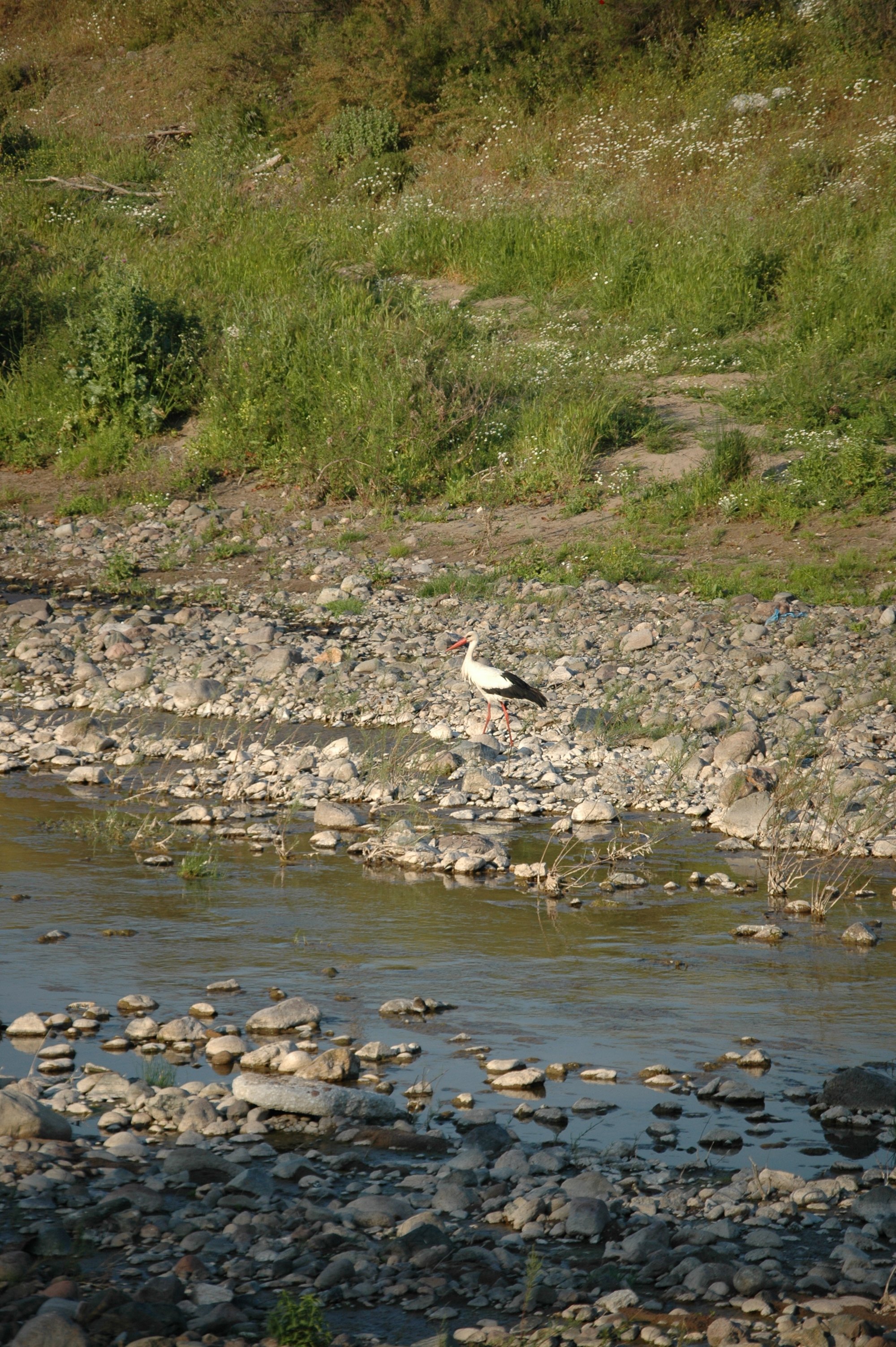 photos/wildlife/Bird_Species/024-Storks/0379-White_Stork/20060425-Lesvos-09.jpg