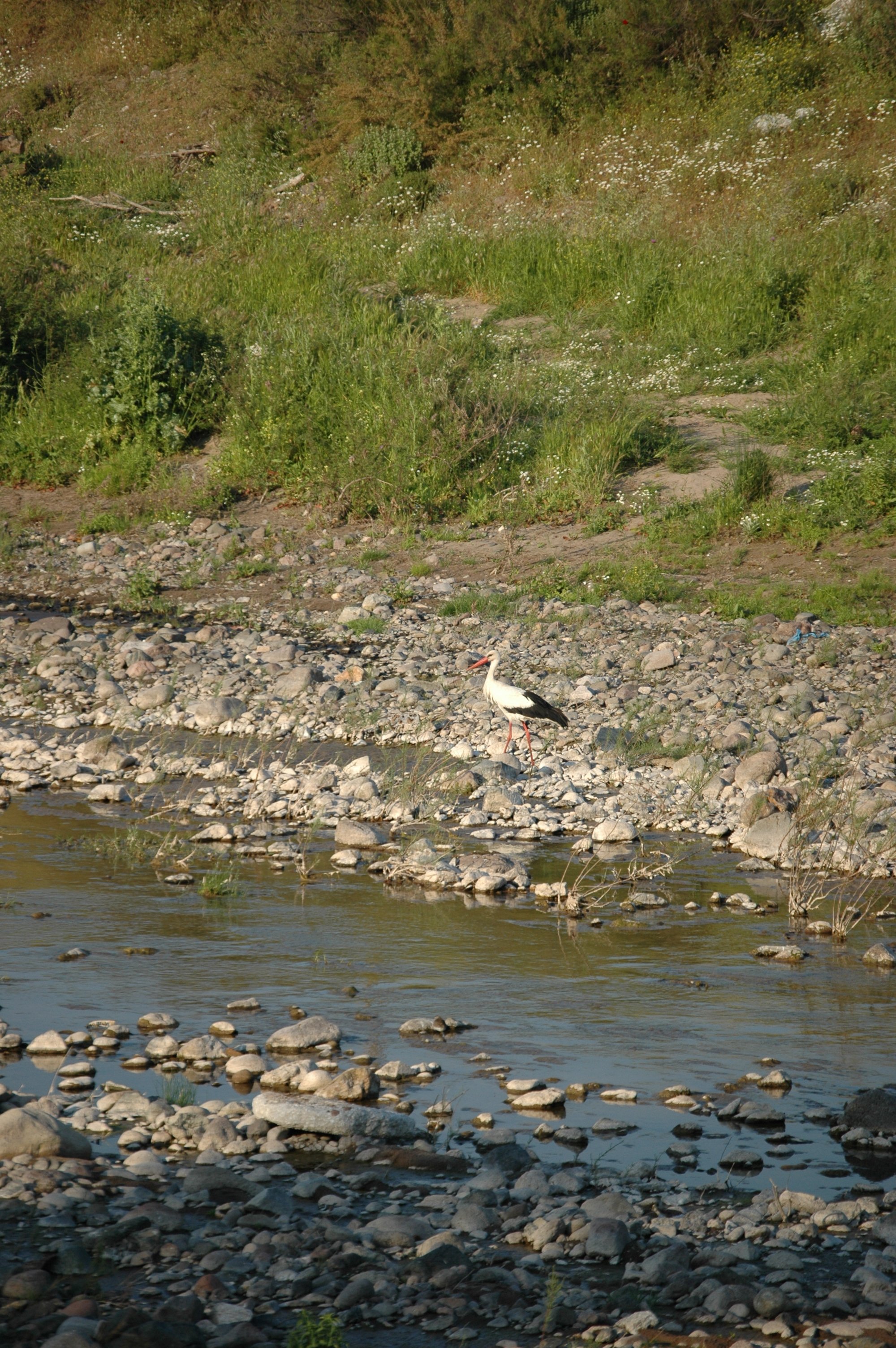 photos/wildlife/Bird_Species/024-Storks/0379-White_Stork/20060425-Lesvos-10.jpg