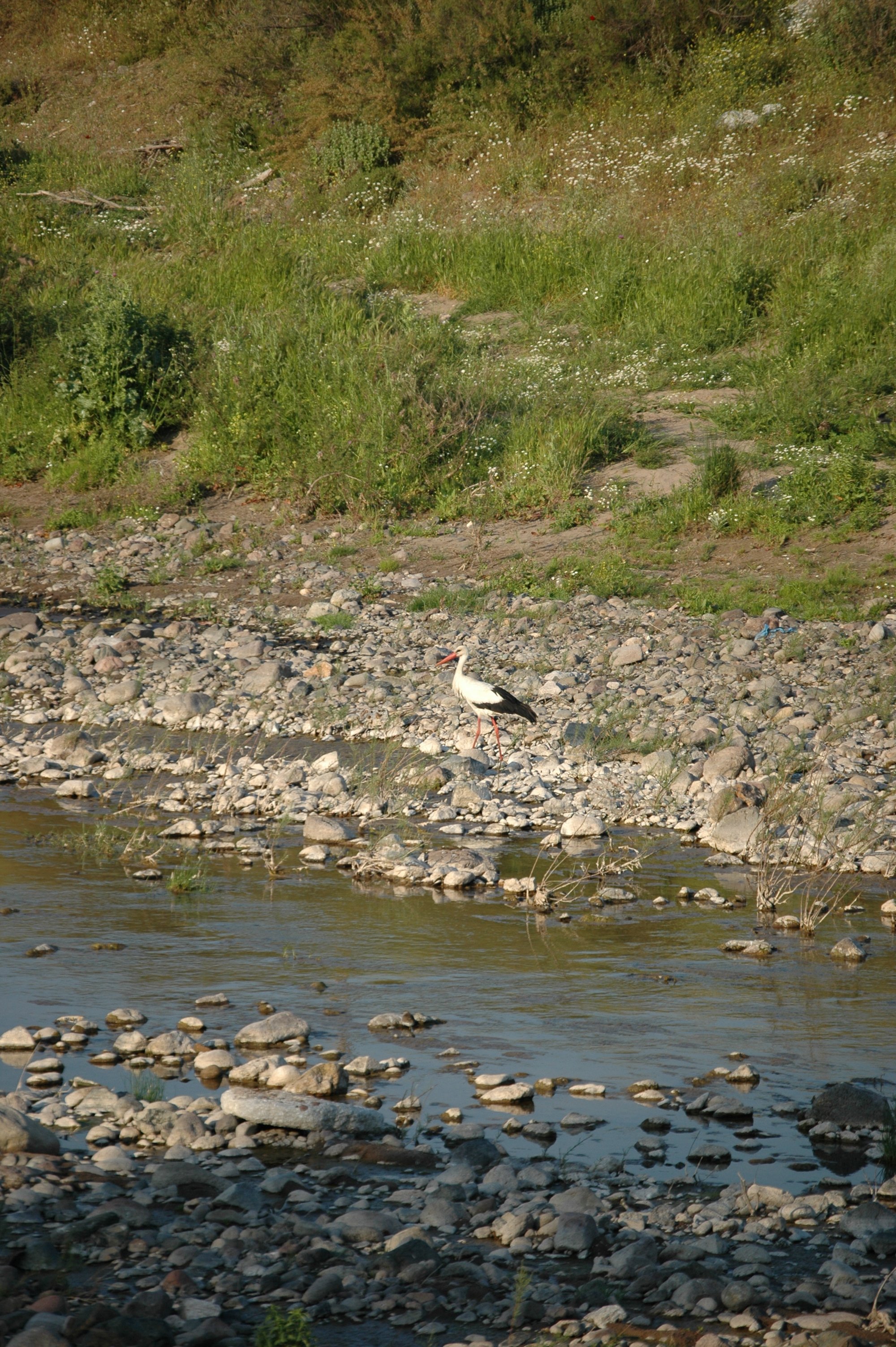 photos/wildlife/Bird_Species/024-Storks/0379-White_Stork/20060425-Lesvos-11.jpg
