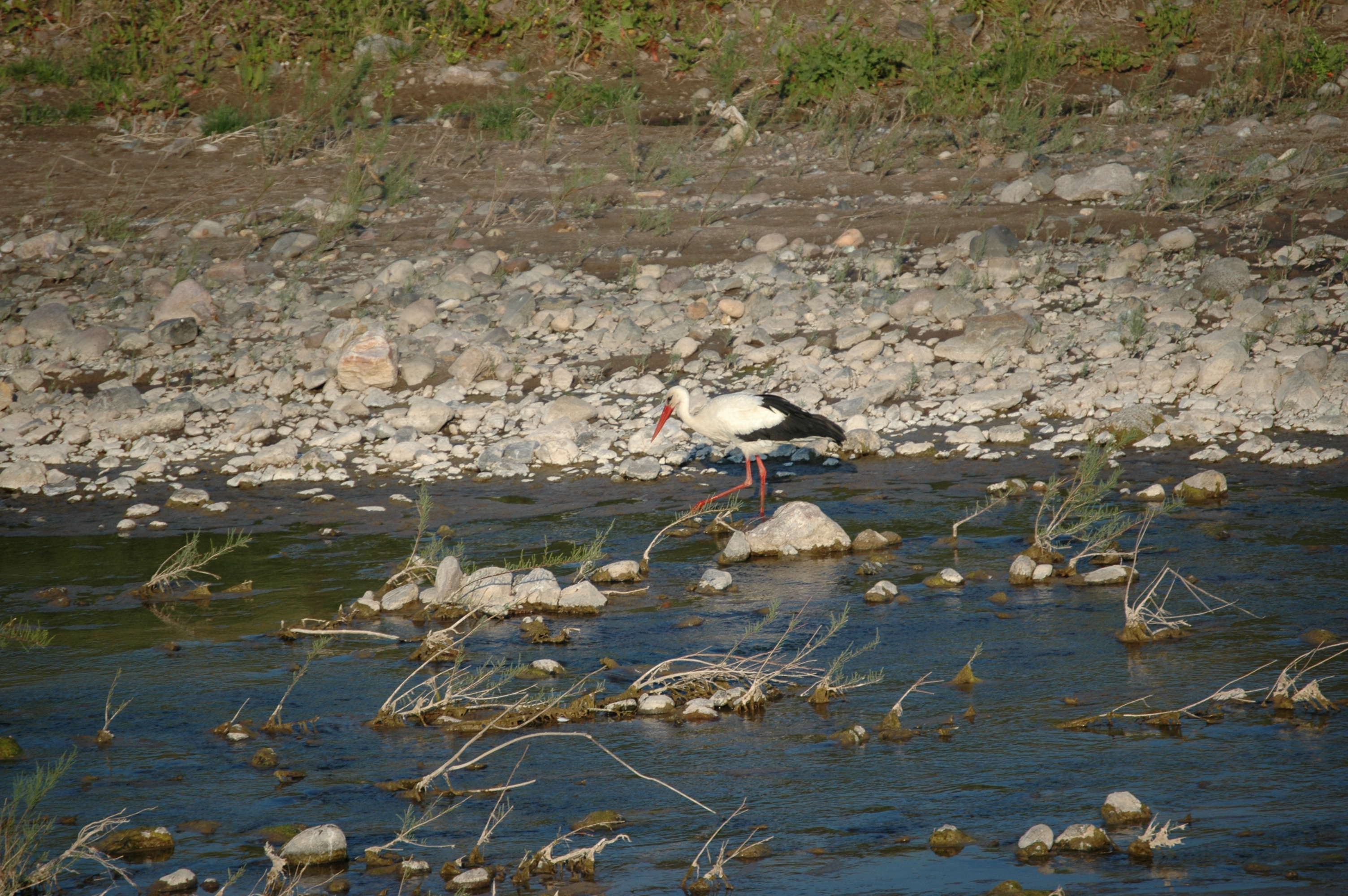 photos/wildlife/Bird_Species/024-Storks/0379-White_Stork/20060425-Lesvos-12.jpg
