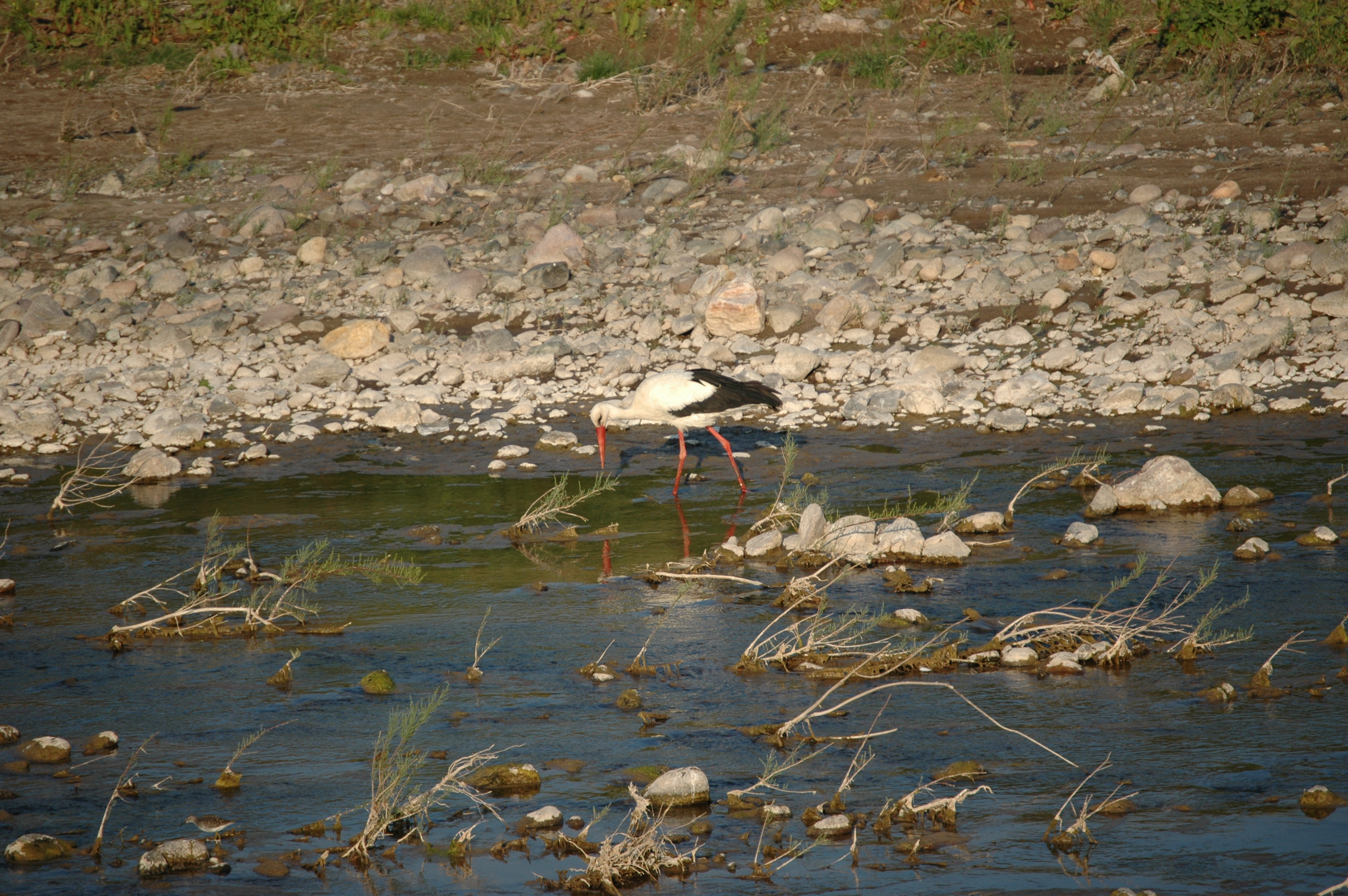 photos/wildlife/Bird_Species/024-Storks/0379-White_Stork/20060425-Lesvos-13.jpg