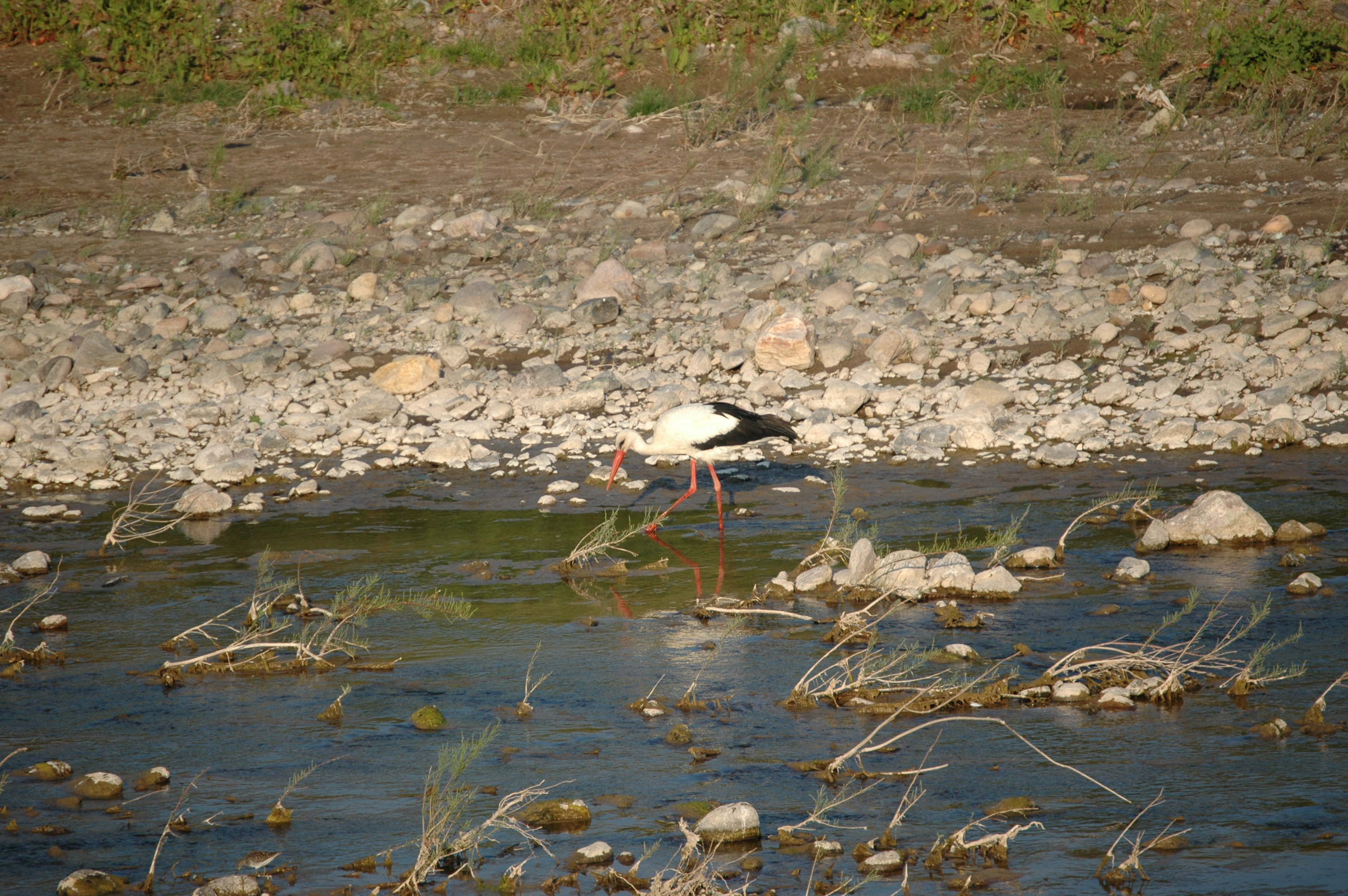 photos/wildlife/Bird_Species/024-Storks/0379-White_Stork/20060425-Lesvos-14.jpg