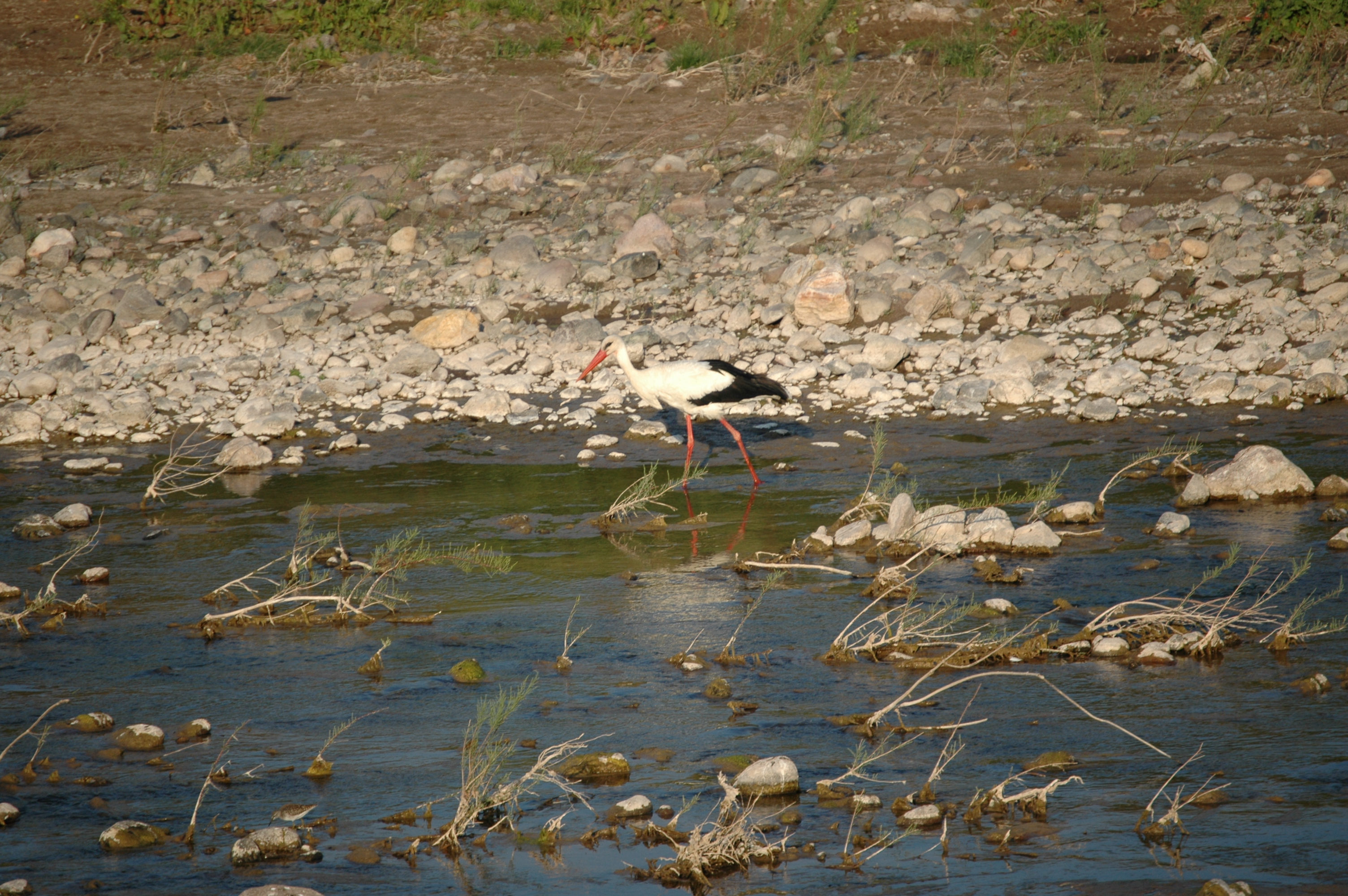 photos/wildlife/Bird_Species/024-Storks/0379-White_Stork/20060425-Lesvos-15.jpg