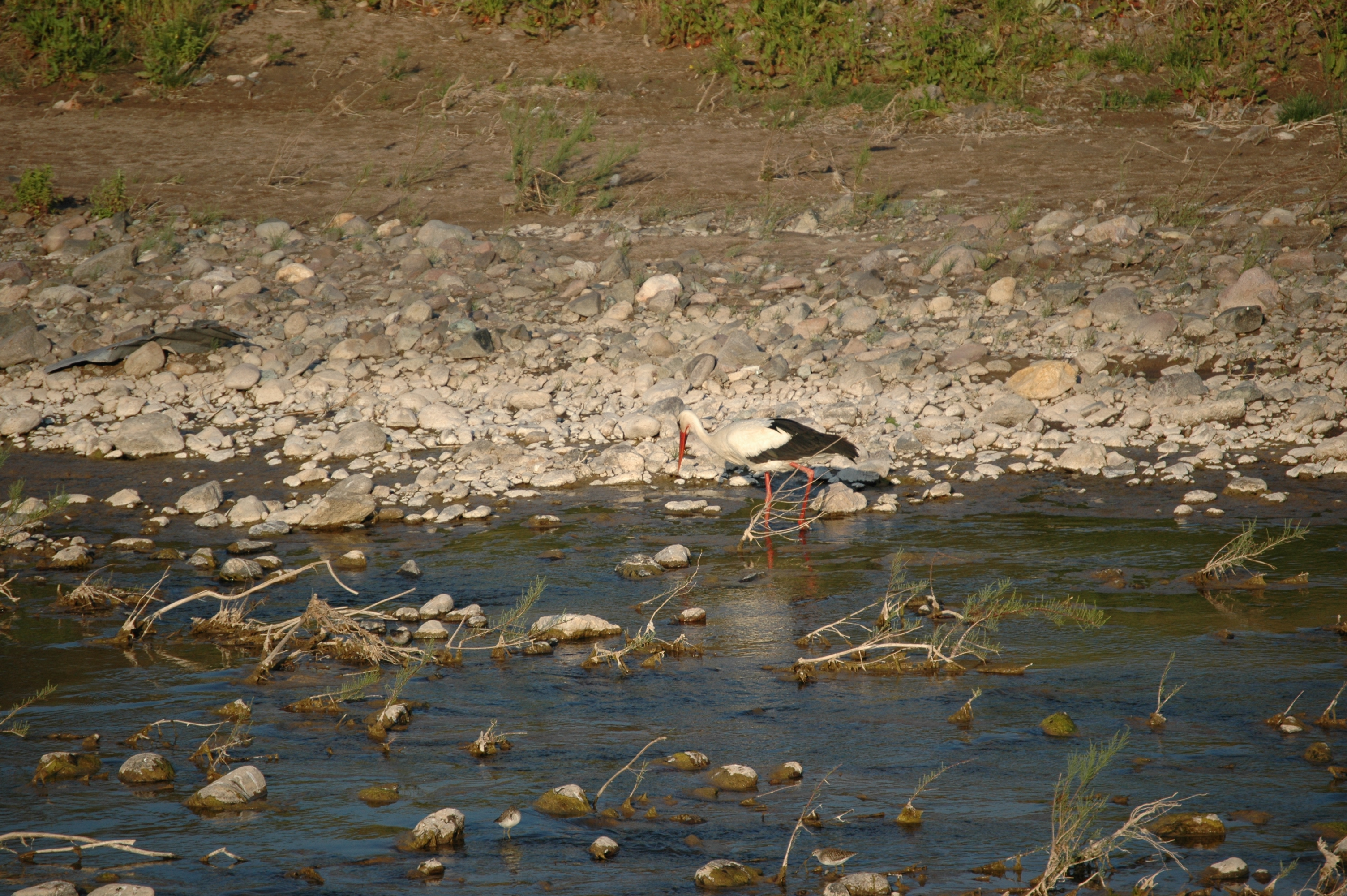 photos/wildlife/Bird_Species/024-Storks/0379-White_Stork/20060425-Lesvos-16.jpg